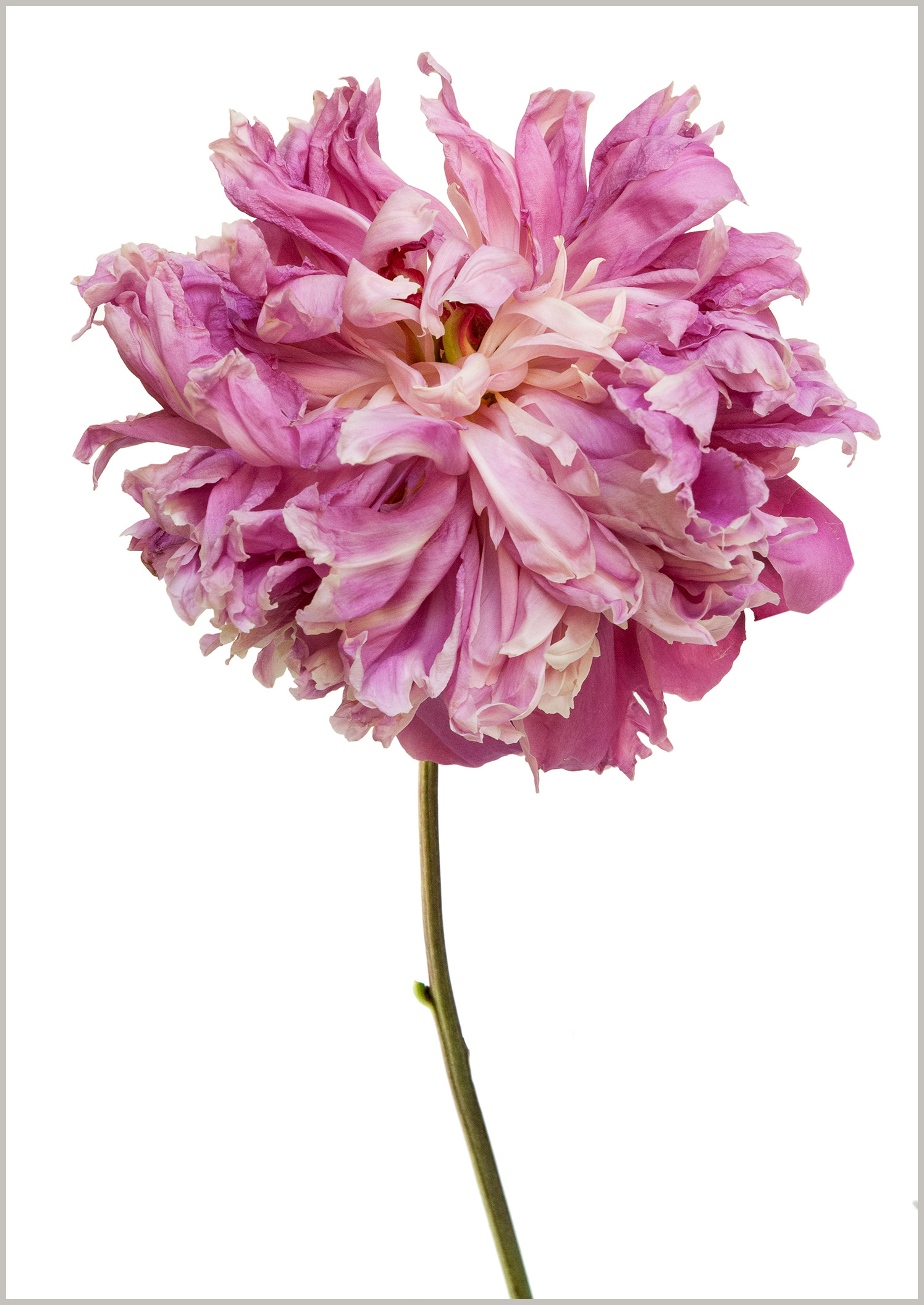 Pivoine la coquette