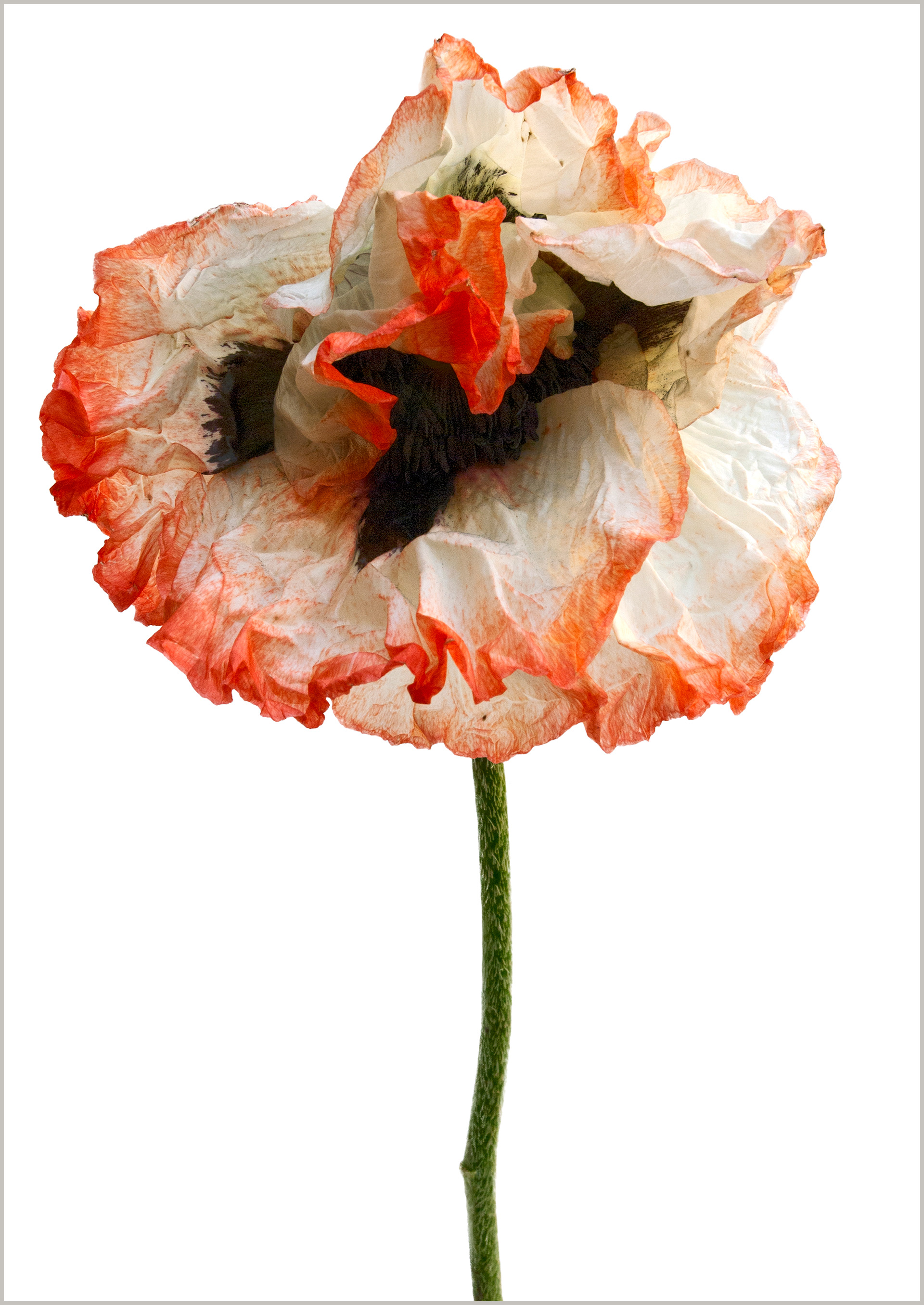 Poppy Picotee