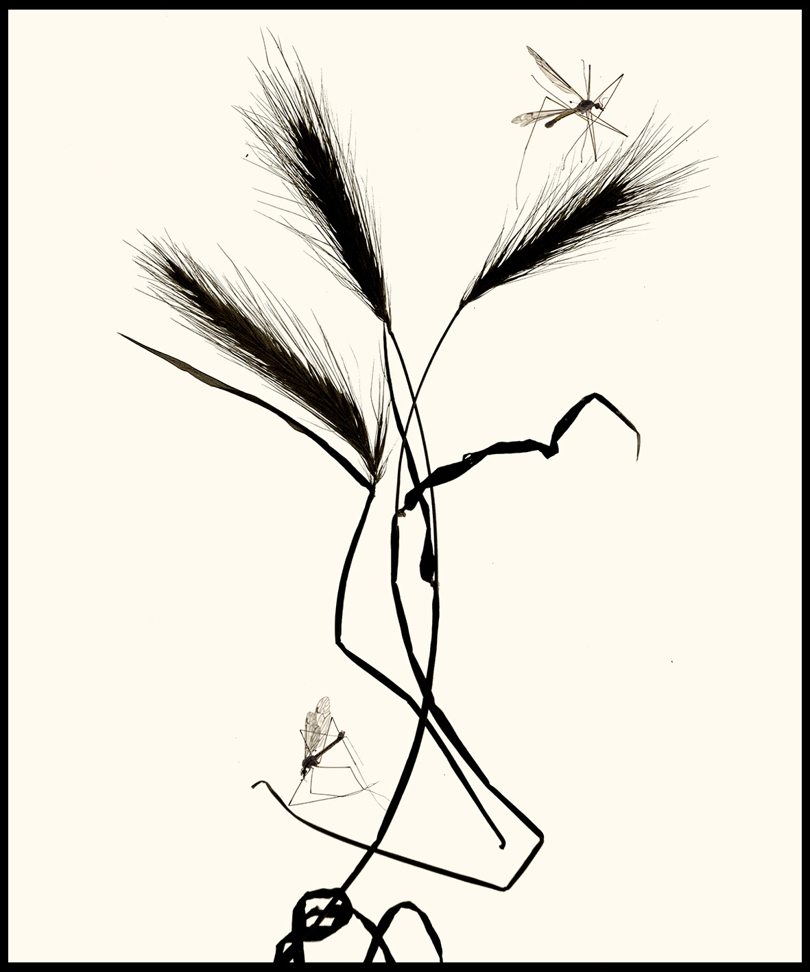 Herbier#4