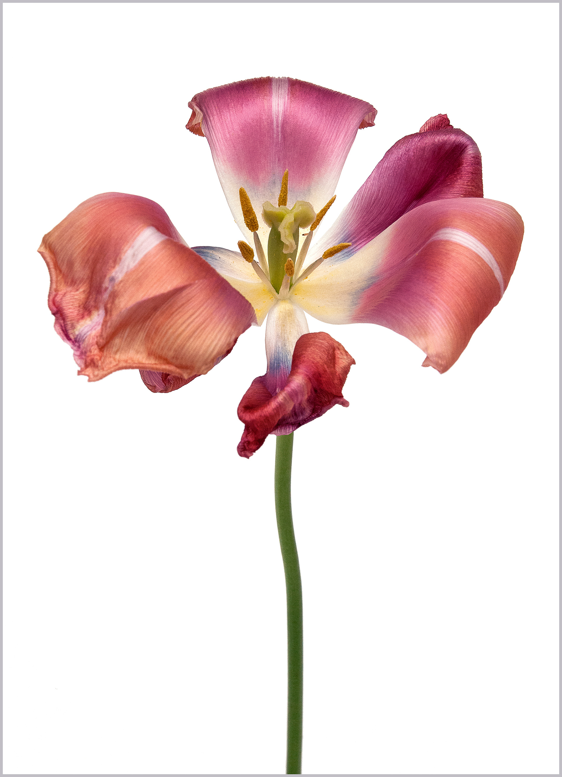 Tulipe triomphe Menton