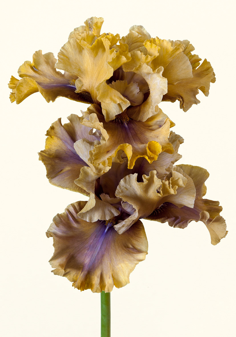 Iris bamboo shoots