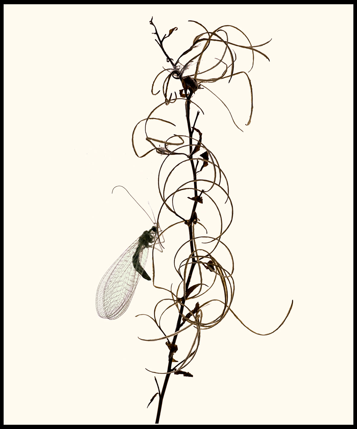 Herbier#1