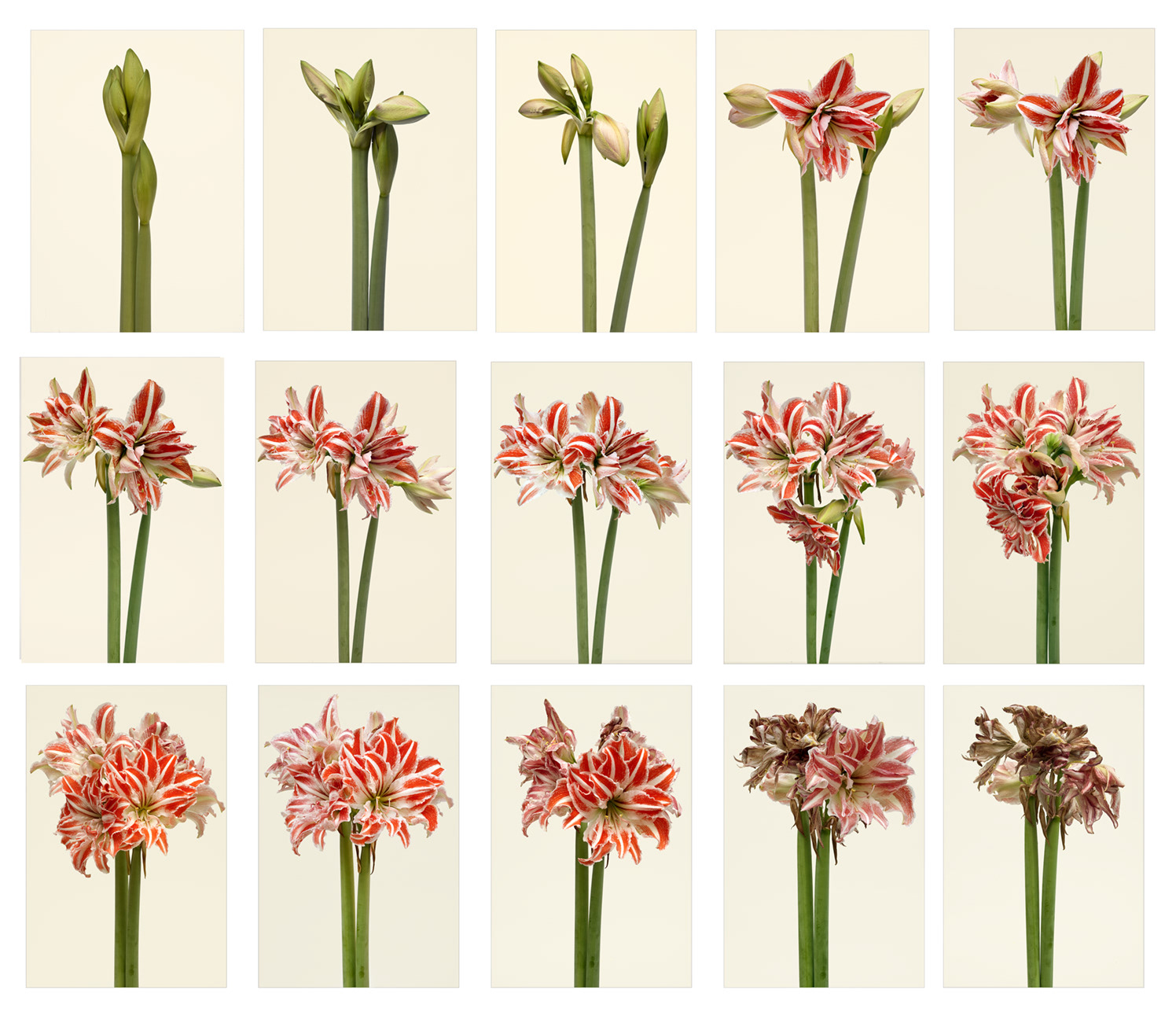 Hippeastrum dancing queen