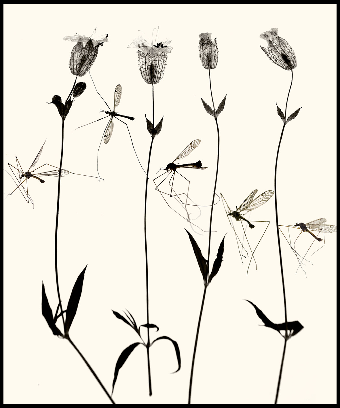 Herbier #11