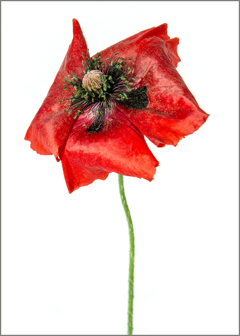 Coquelicot