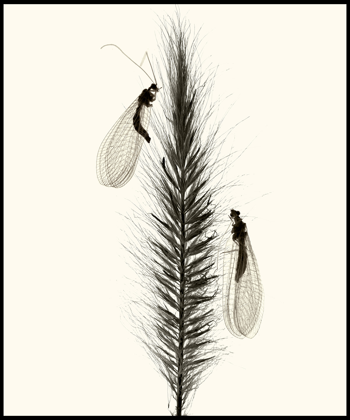 Herbier #7