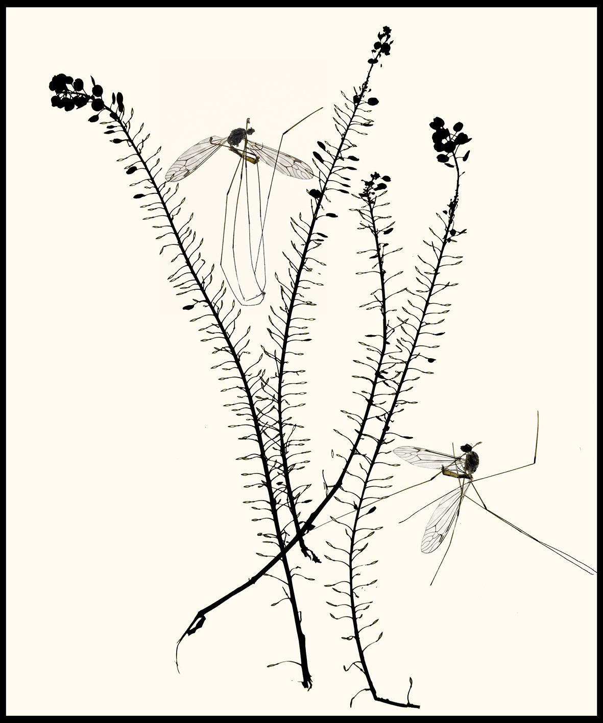 Herbier#10