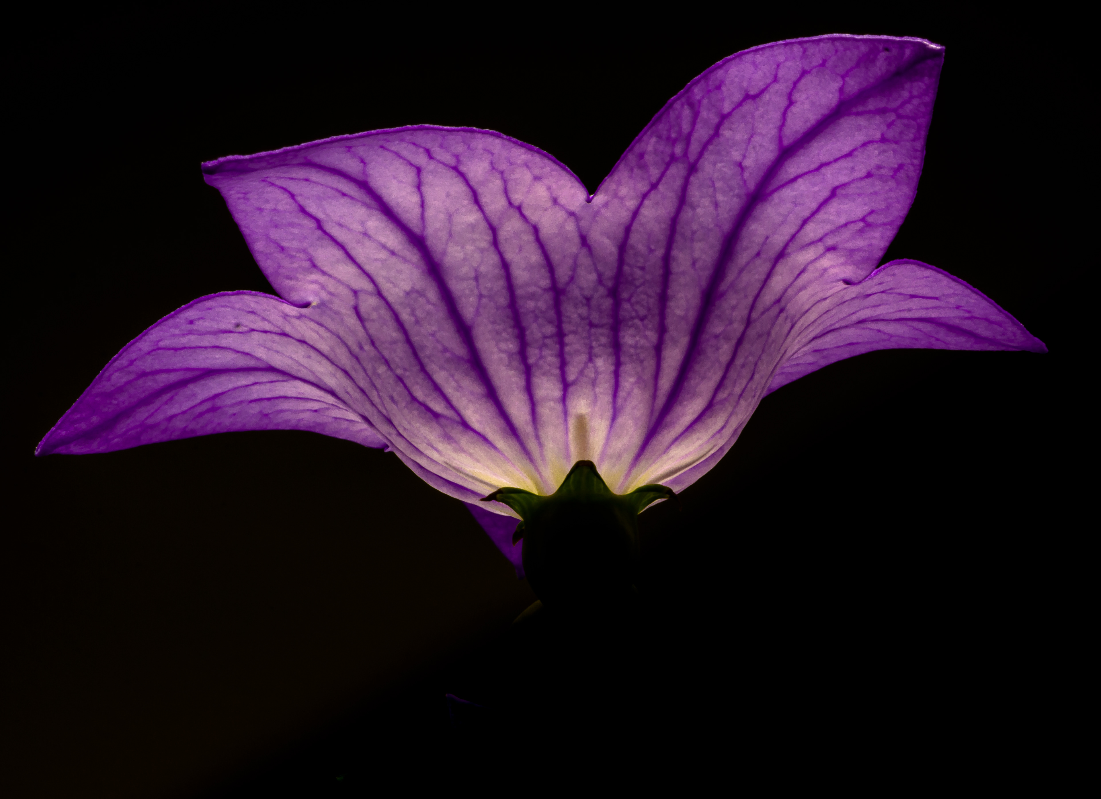 4D Flower Lab 2
