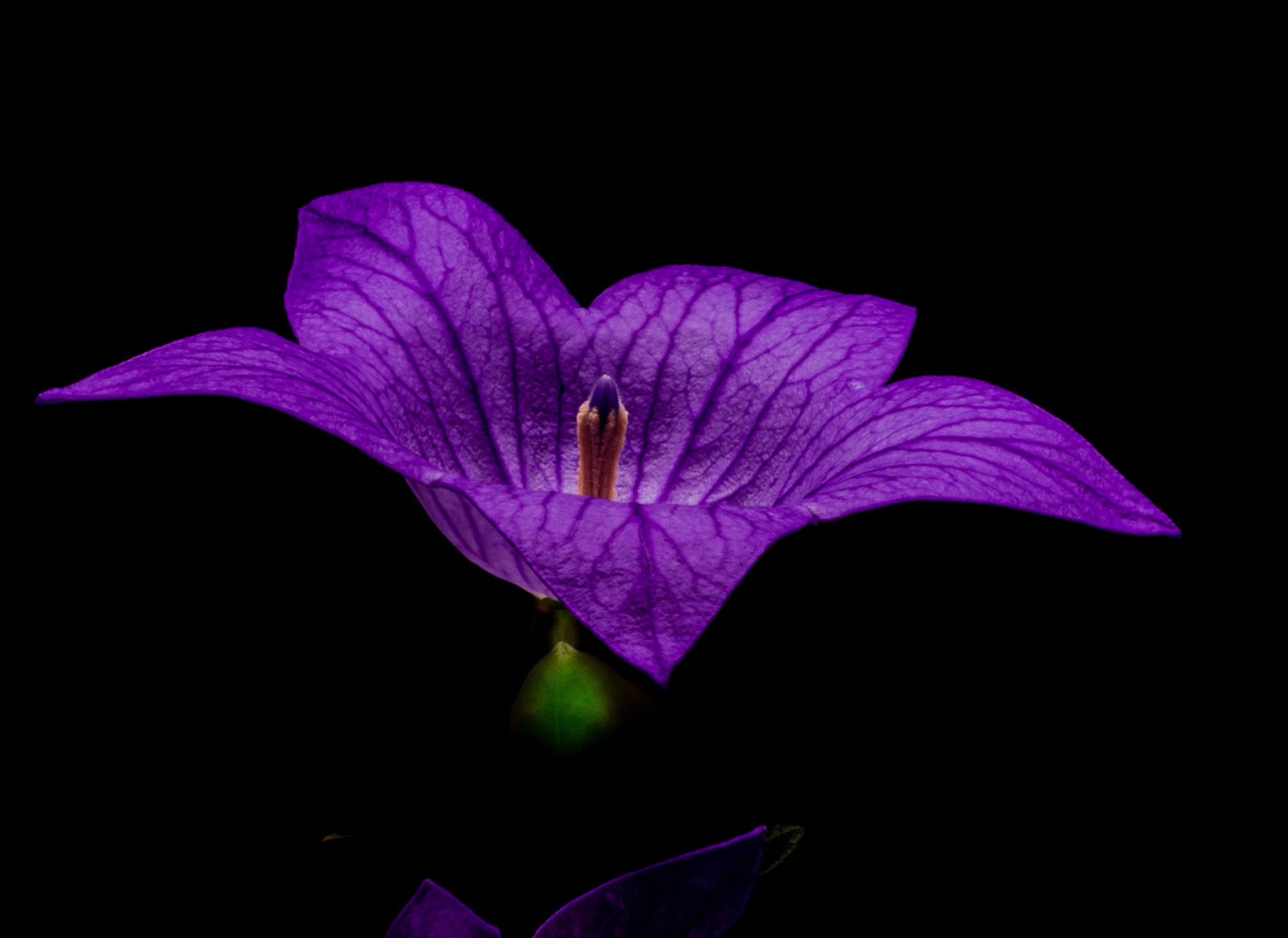 4D Flower Lab 1