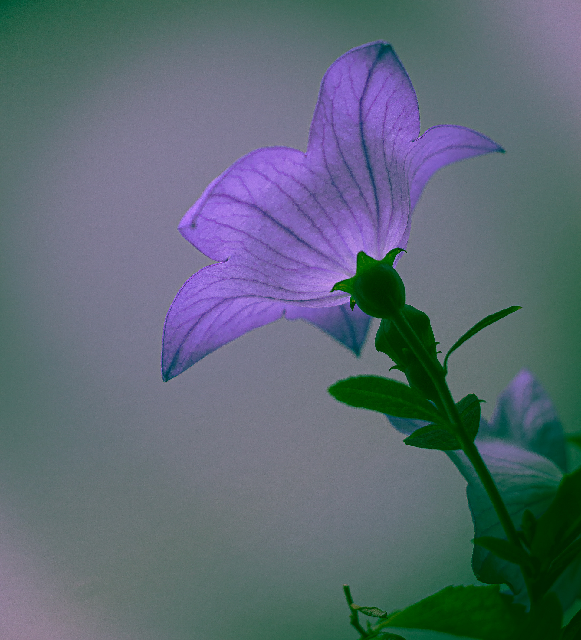 4D Flower Lab 4