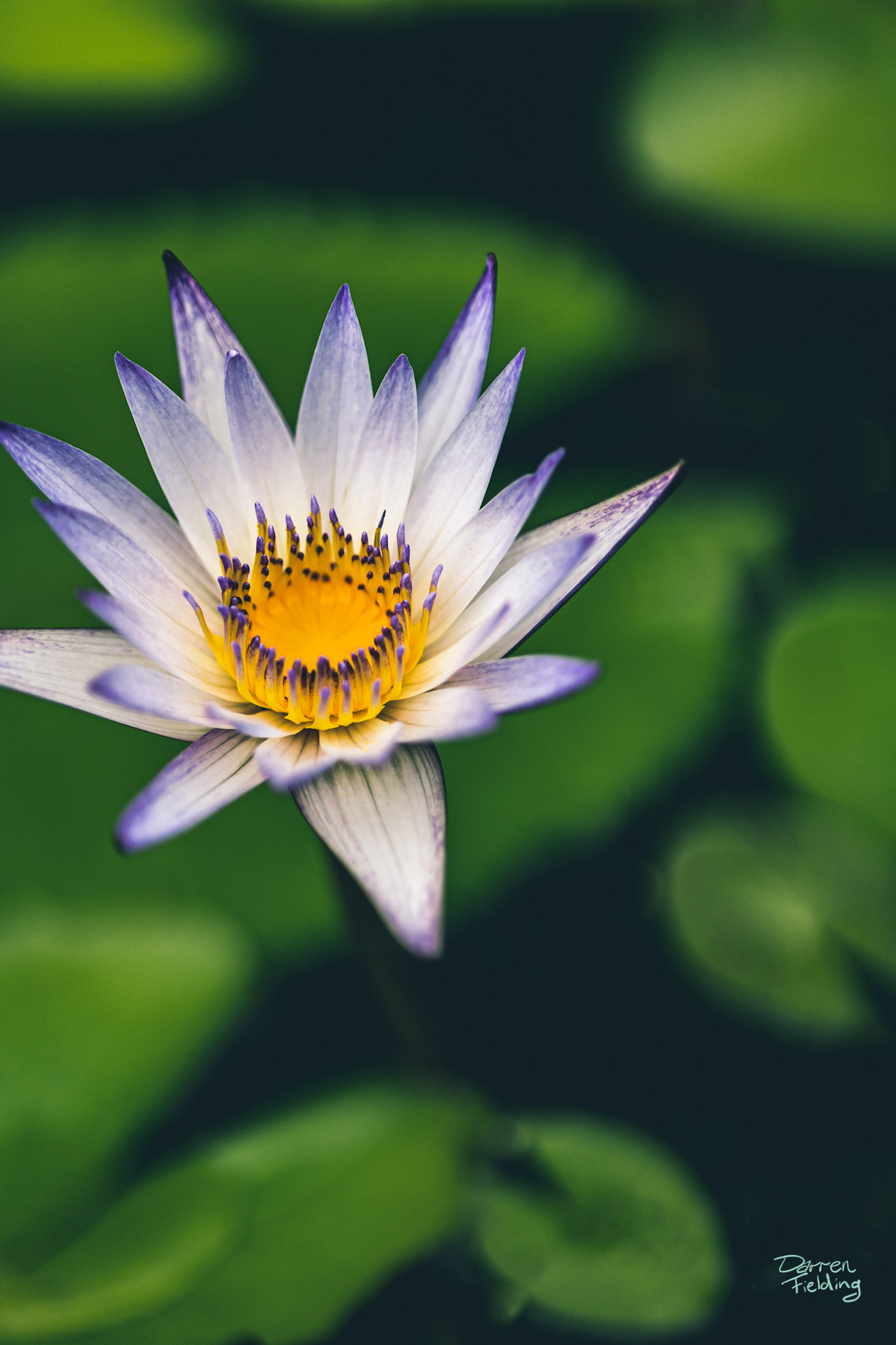 West Lake Lily