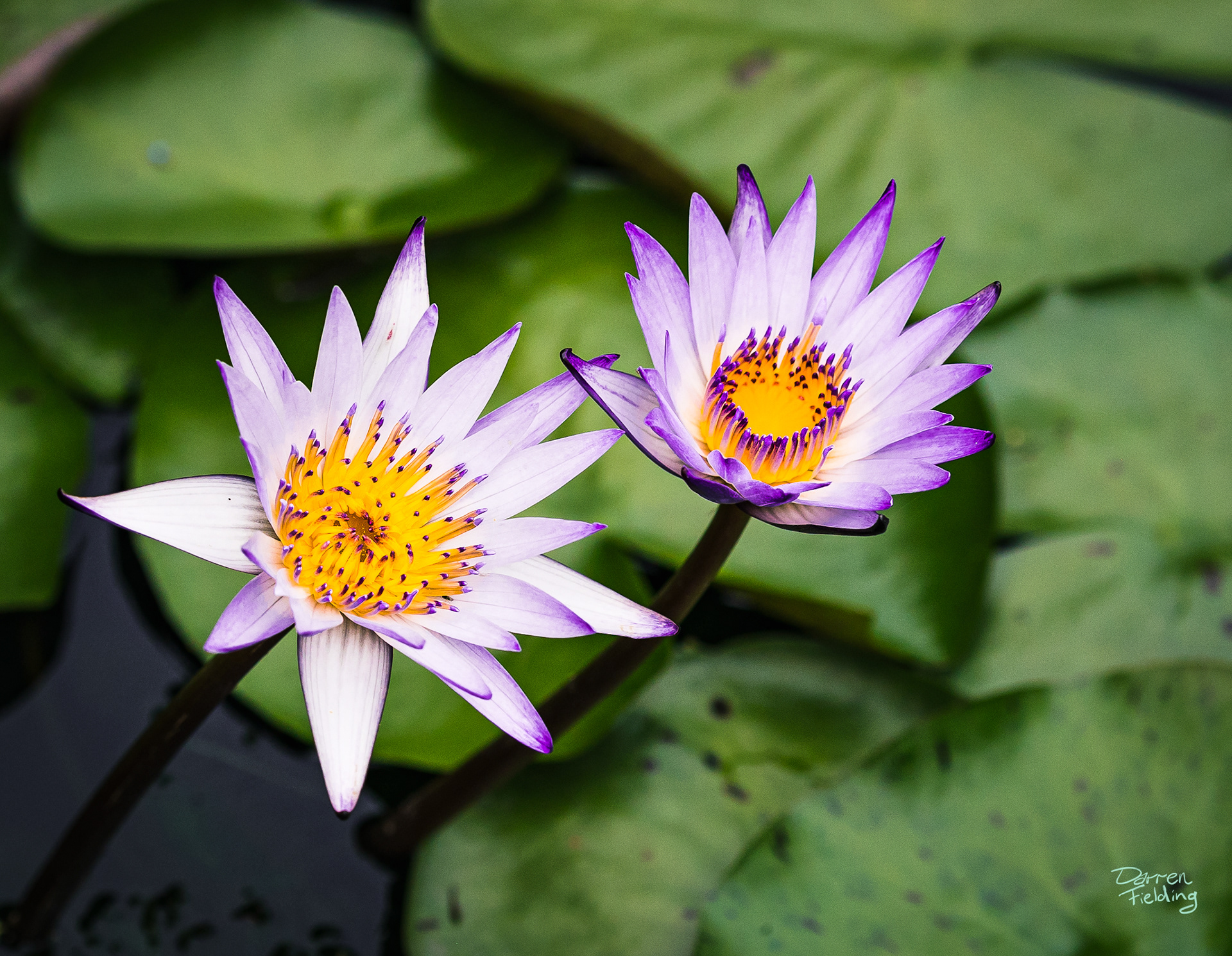 West lake Lilies