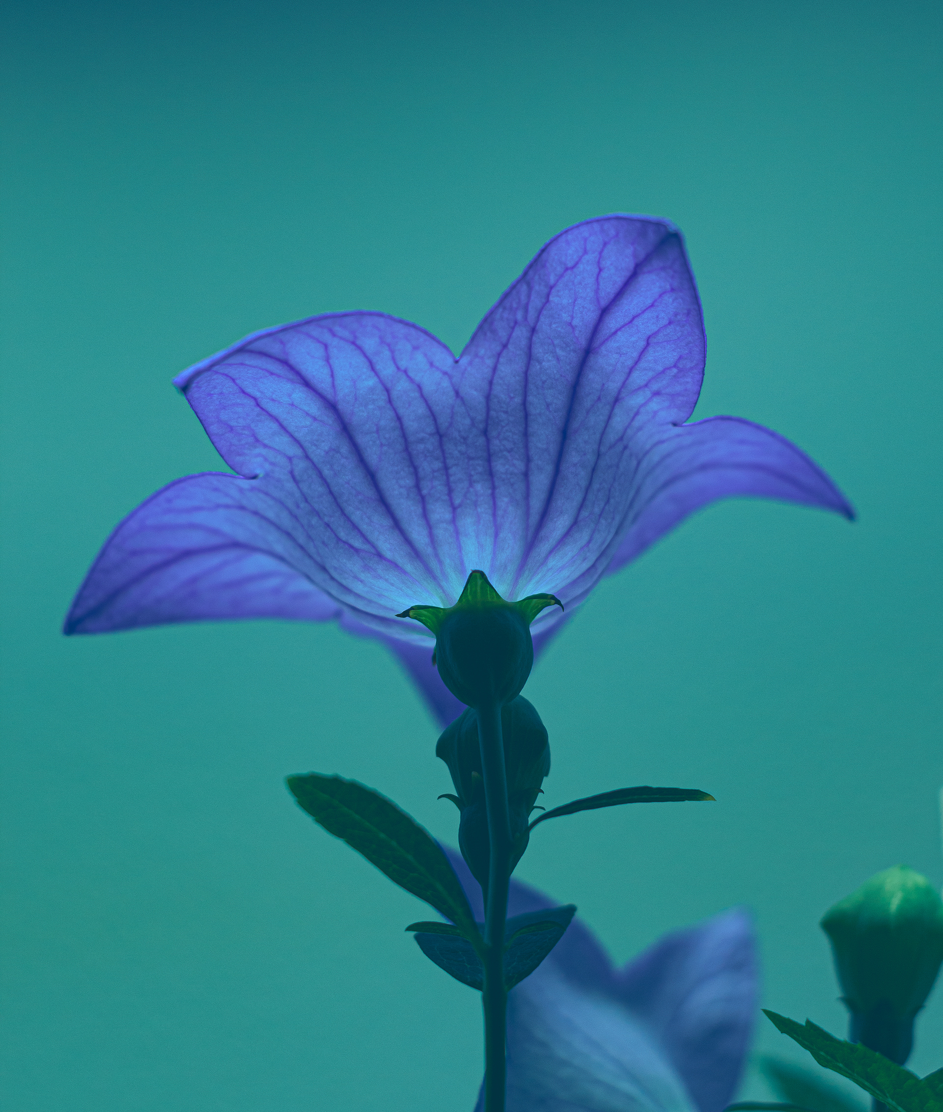 4D Flower Lab 3