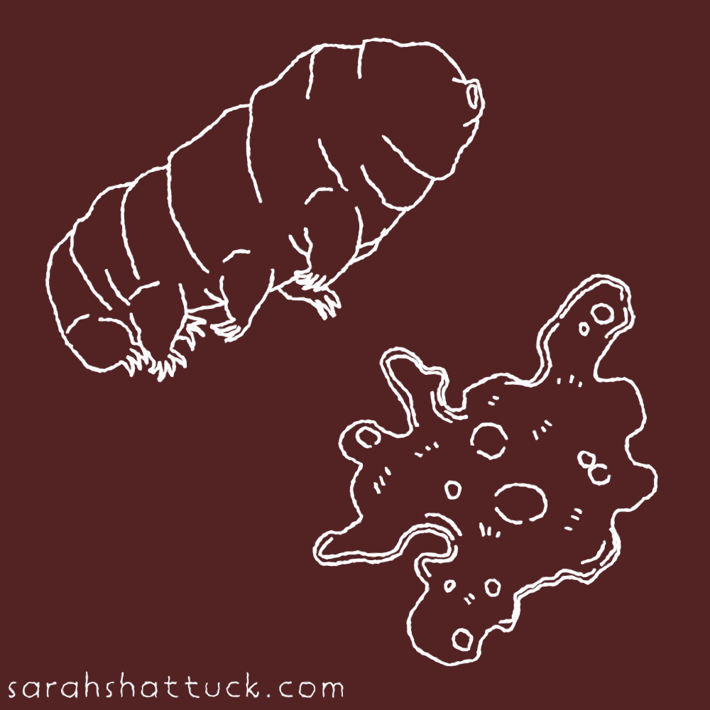An animated gif of two microorganisms moving subtly in place, drawn in white over a red-orange background. On the top is a tardigrade, which kicks its legs. On the bottom, an amoeba pulsates.