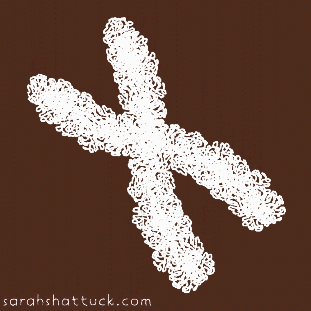 An animated gif of an x chromosome drawn in white over a copper background. It subtlety wiggles in place.