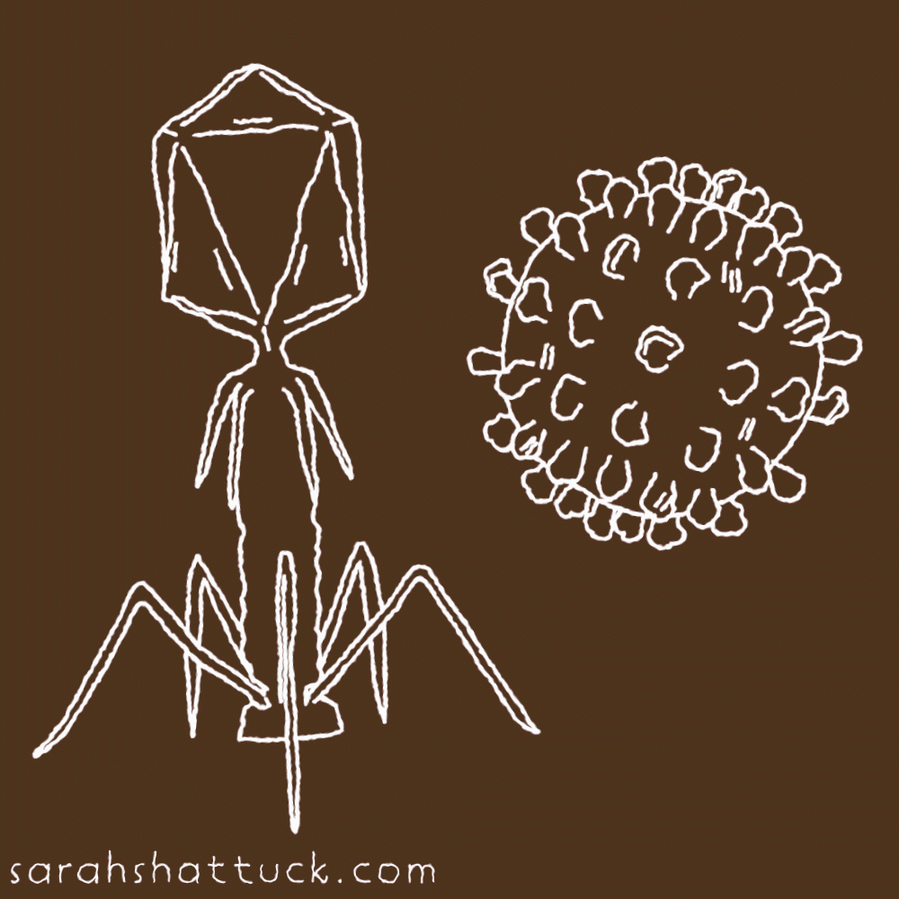 An animated gif of two viruses spinning in place, drawn in white over a gold-orange background. On the left is bacteriophage, and on the right, a coronavirus.
