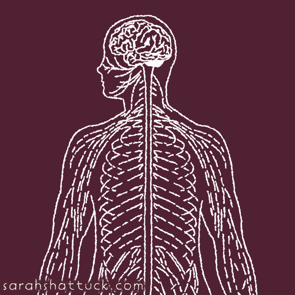An animated gif of a person from waist up, their head facing left, drawn in white over red background. It flashes between their nervous, circulatory, skeletal, muscular, and integumentary systems.