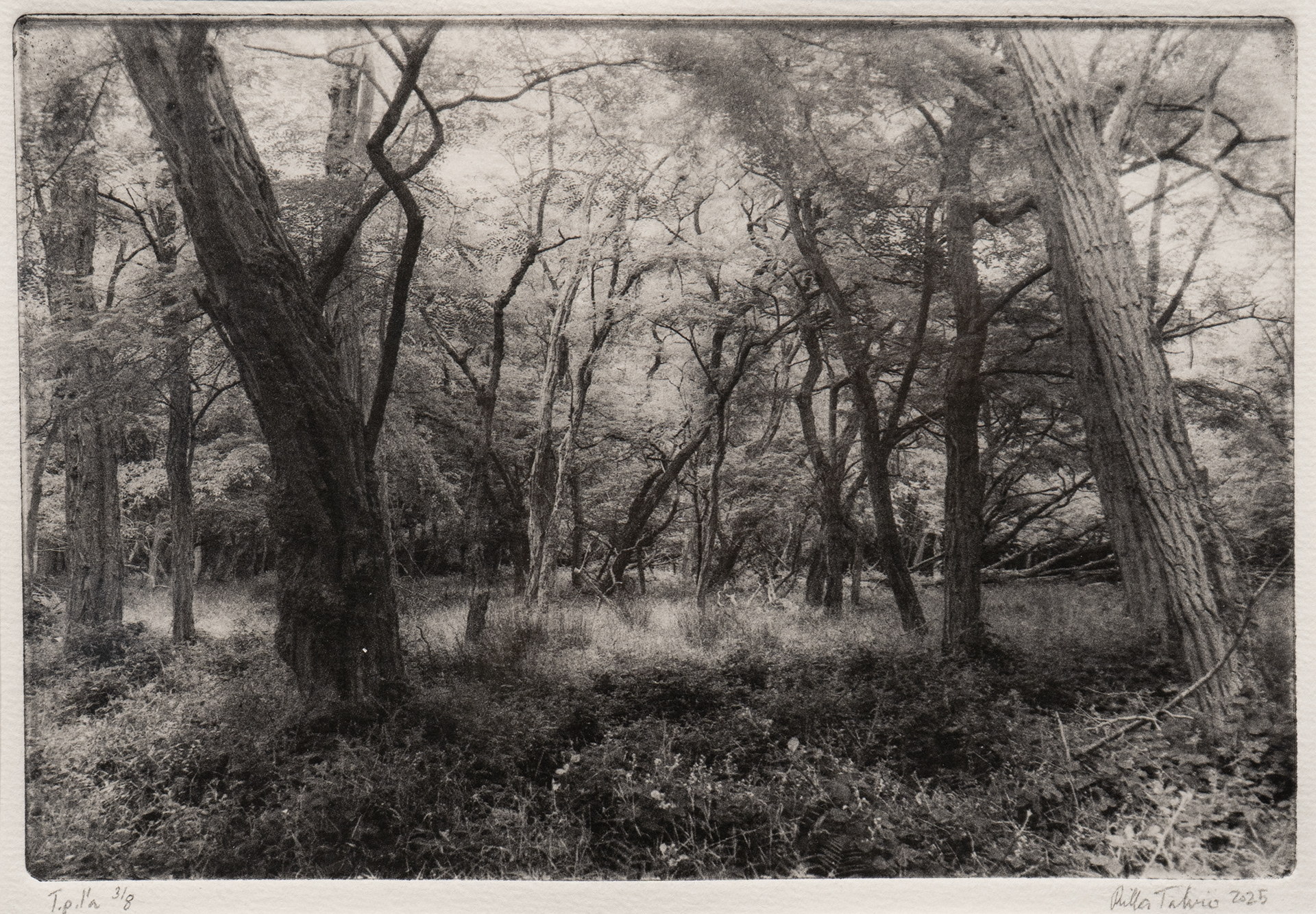 Forests of Hidsgavl II, Polymer photogravure, 2025