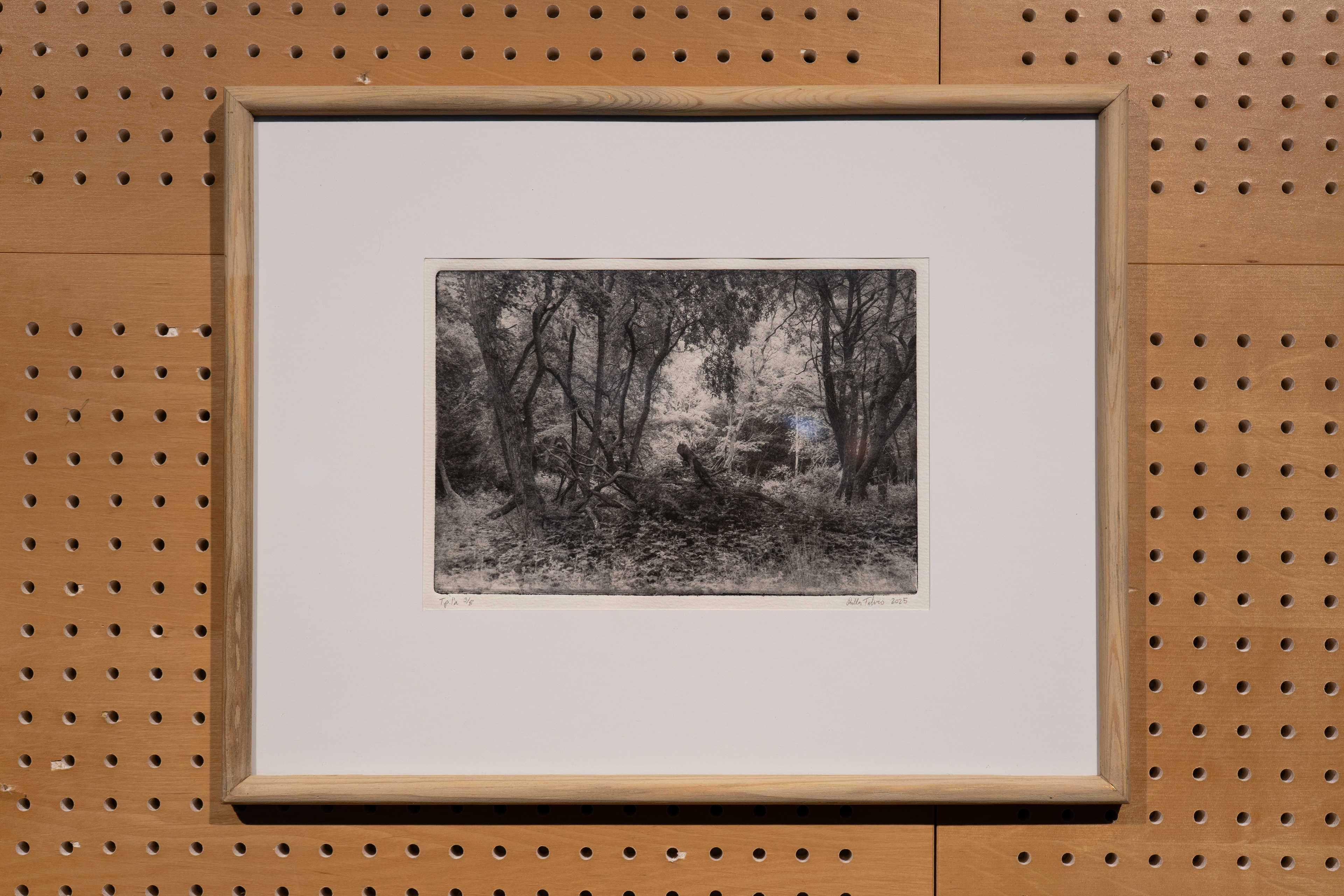 Forests of Hidsgavl I, Polymer photogravure, 2025