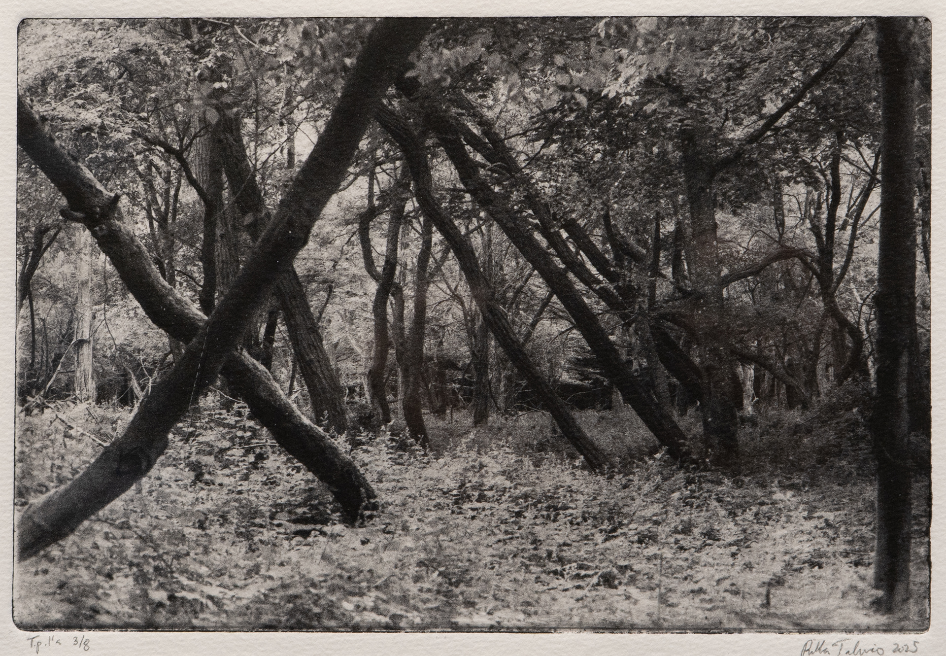 Forests of Hidsgavl III, Polymer photogravure, 2025
