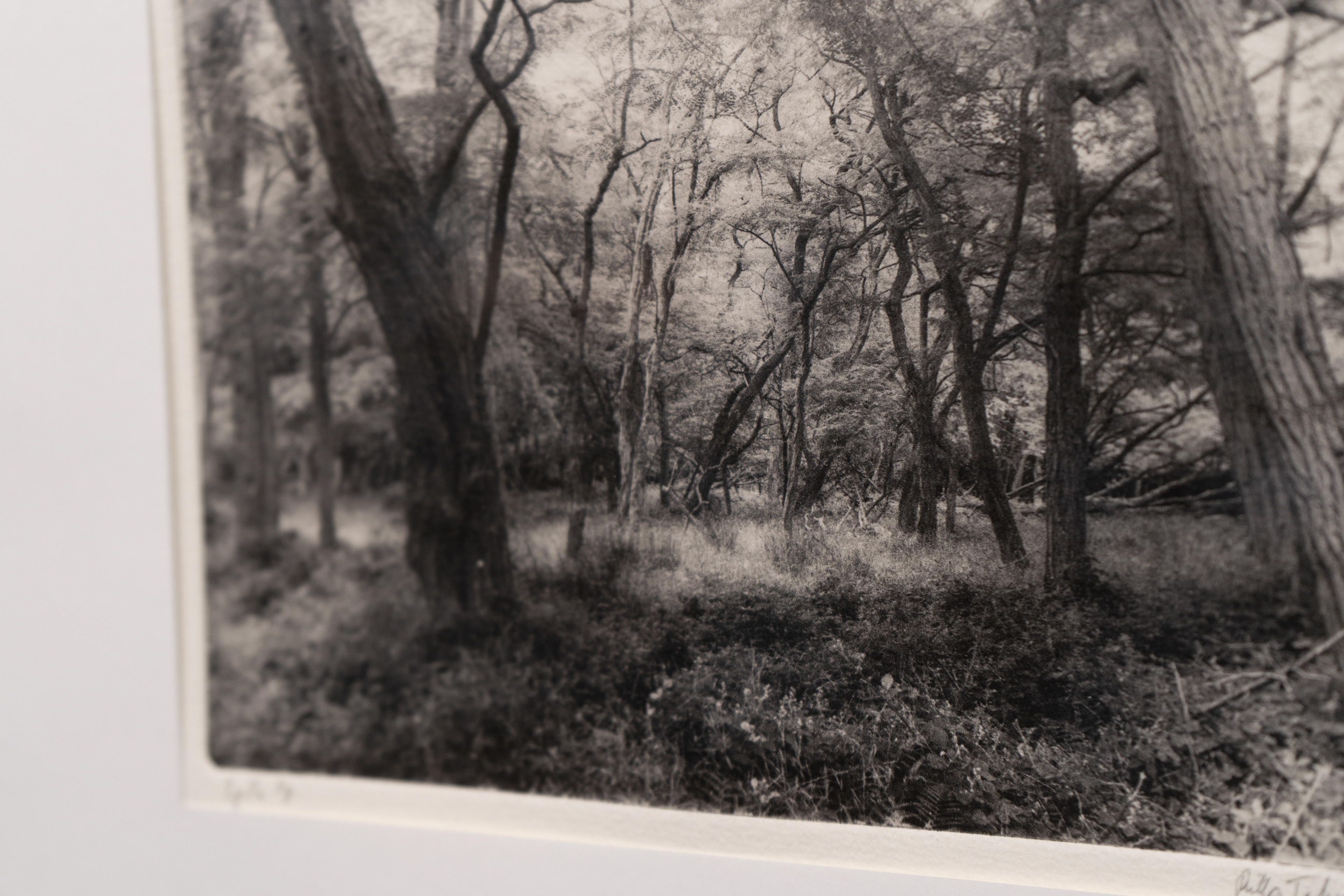 Forests of Hidsgavl II, Polymer photogravure, 2025