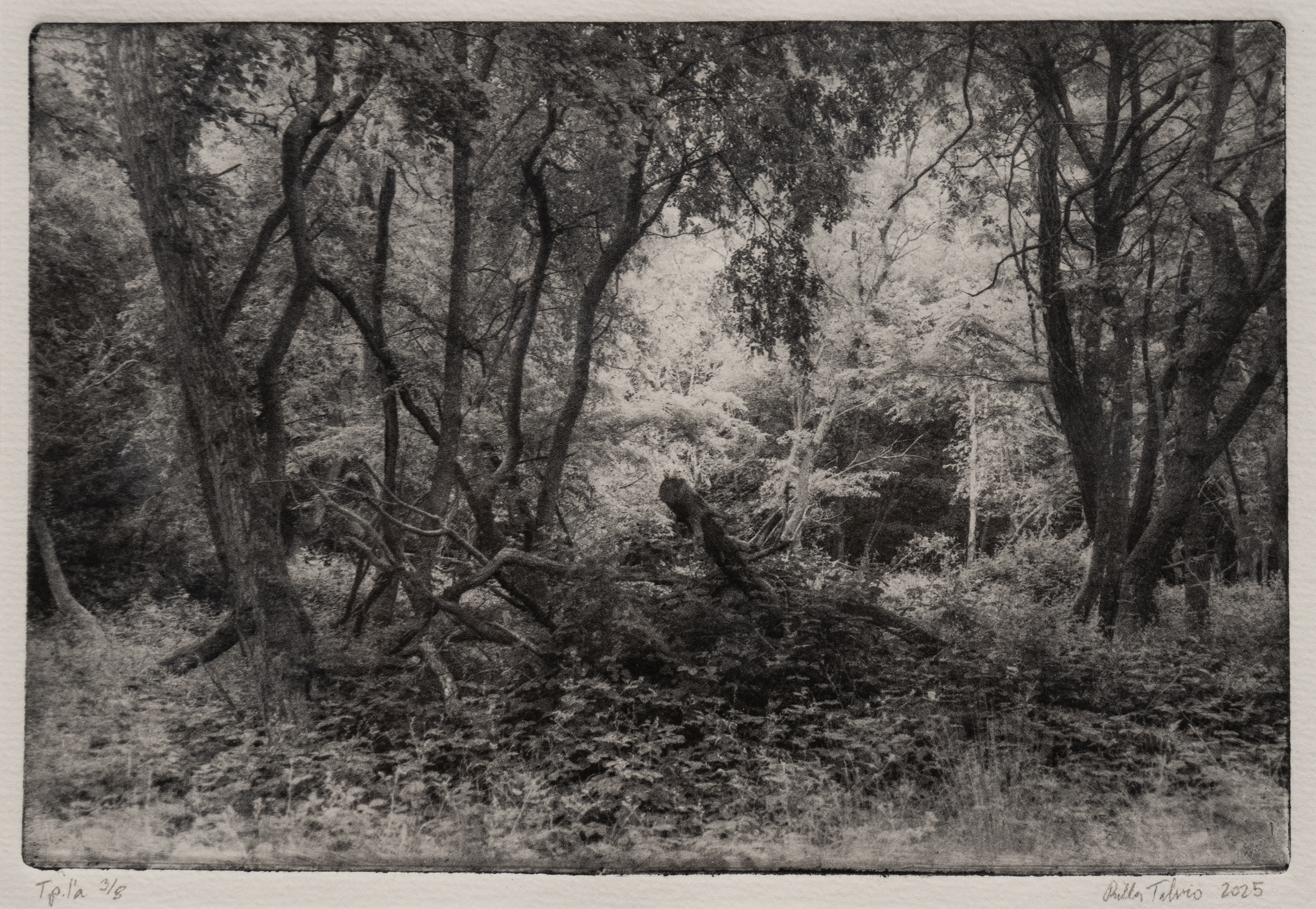 Forests of Hidsgavl I, Polymer photogravure, 2025
