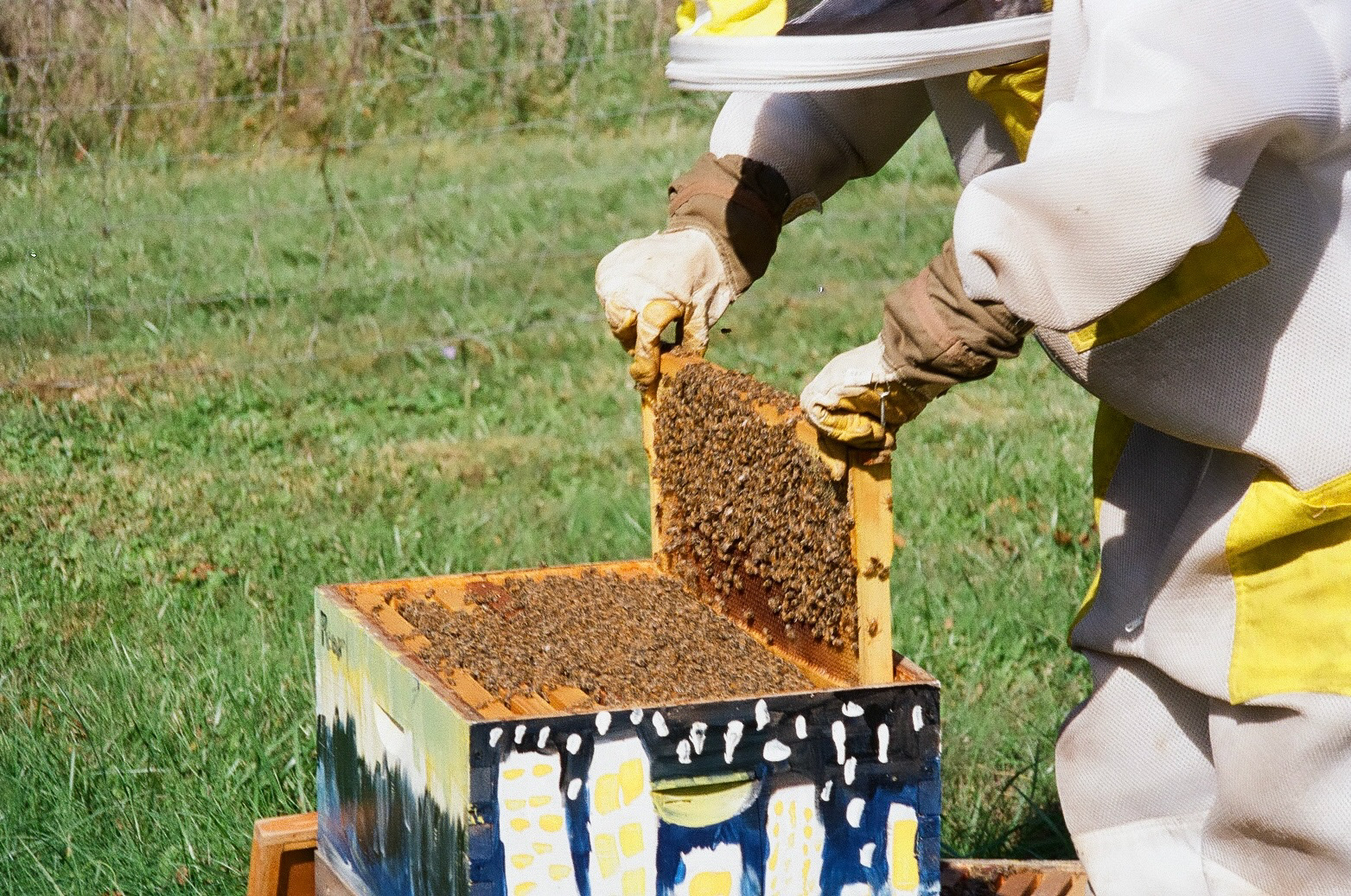 all about bees for hannah's bachelorette! 10/18/25