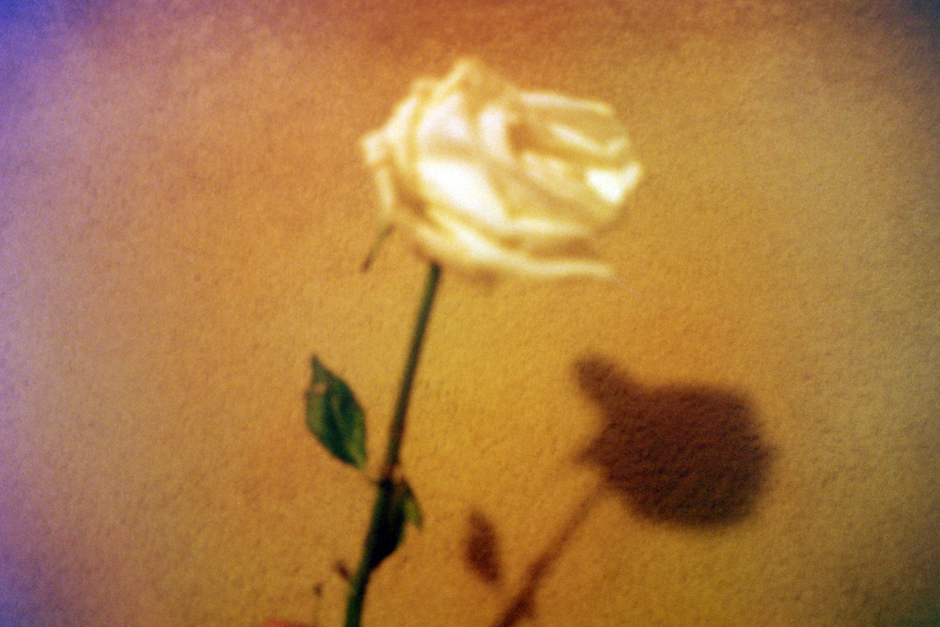 taken in my room / 2019