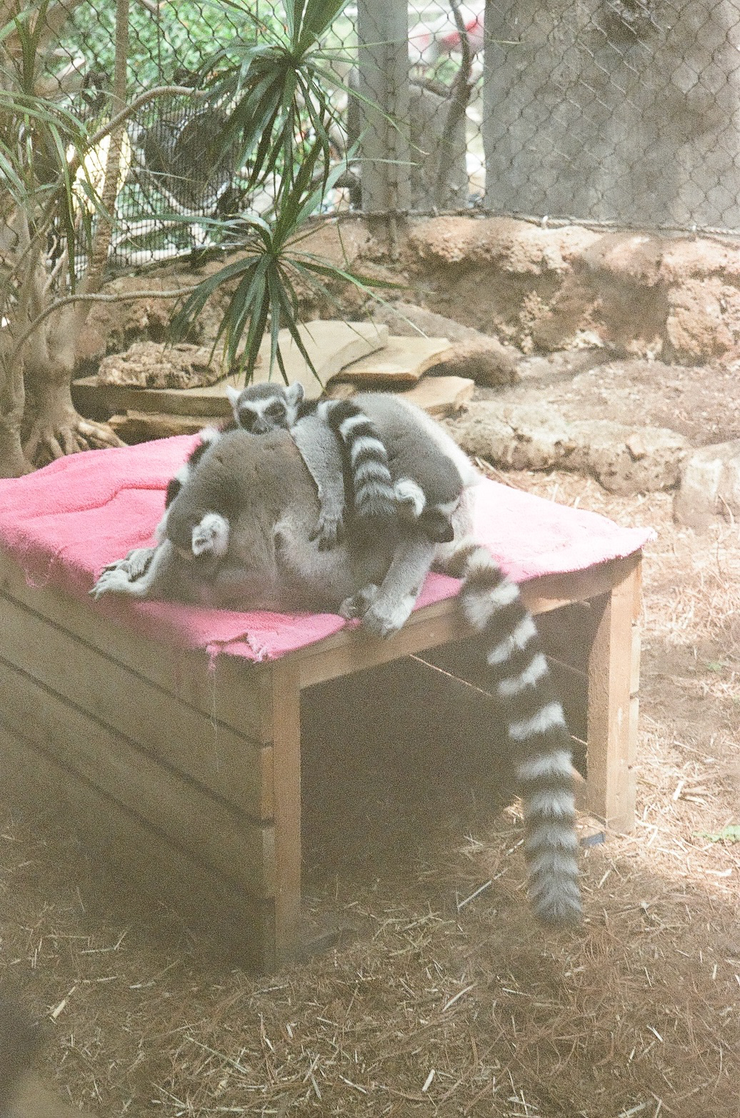 tampa aquarium / 2023