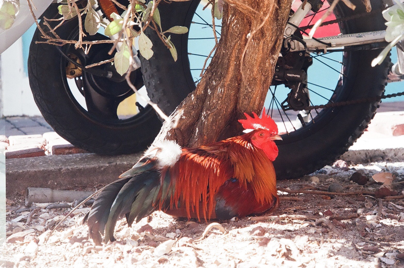 rooster in key west / 2022