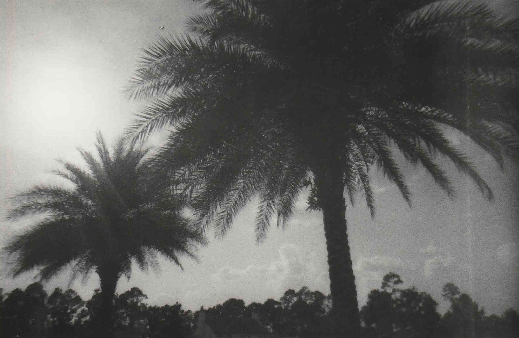 hannah's backyard