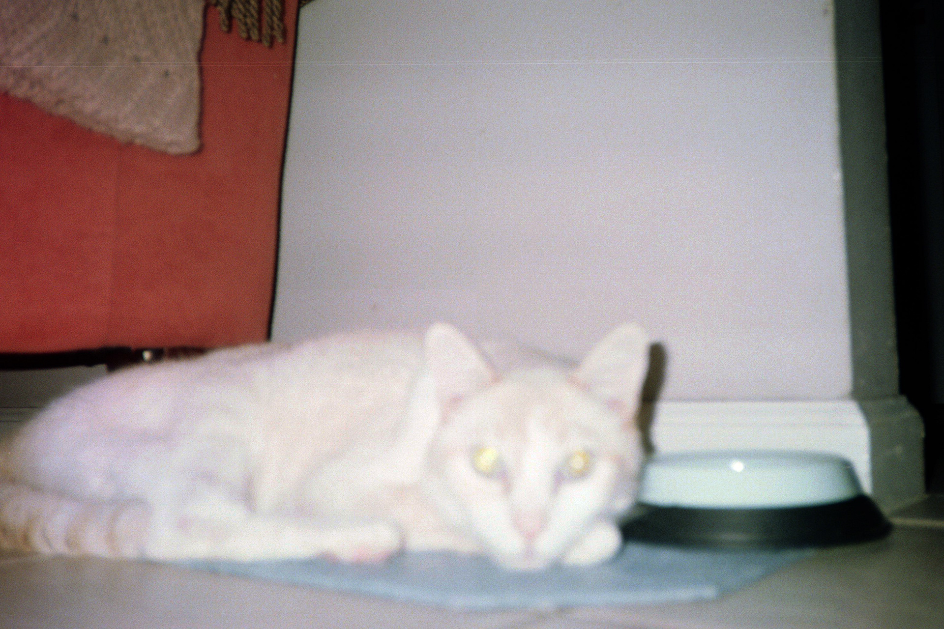 my forever boy kitty