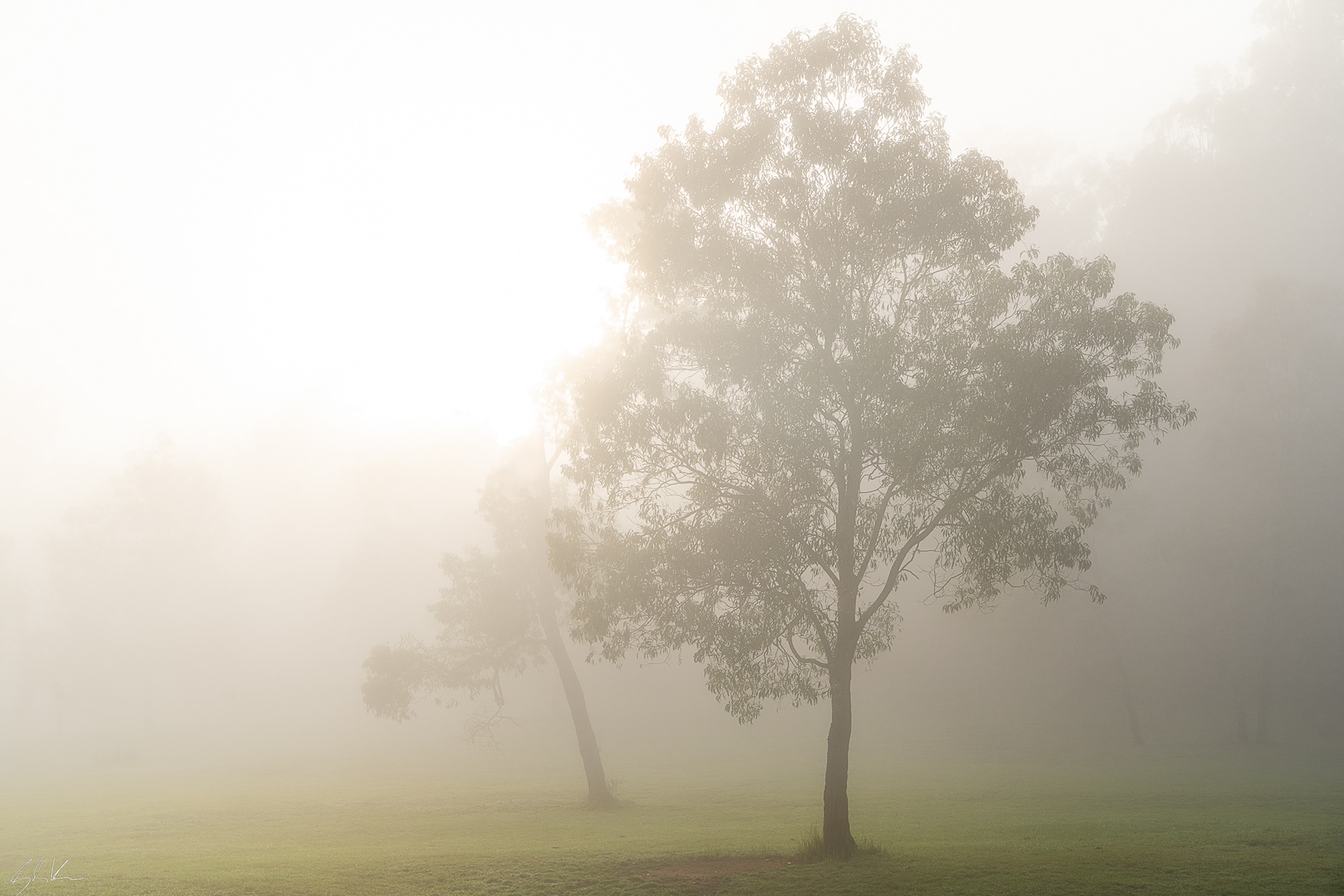 Farm Mist Tree