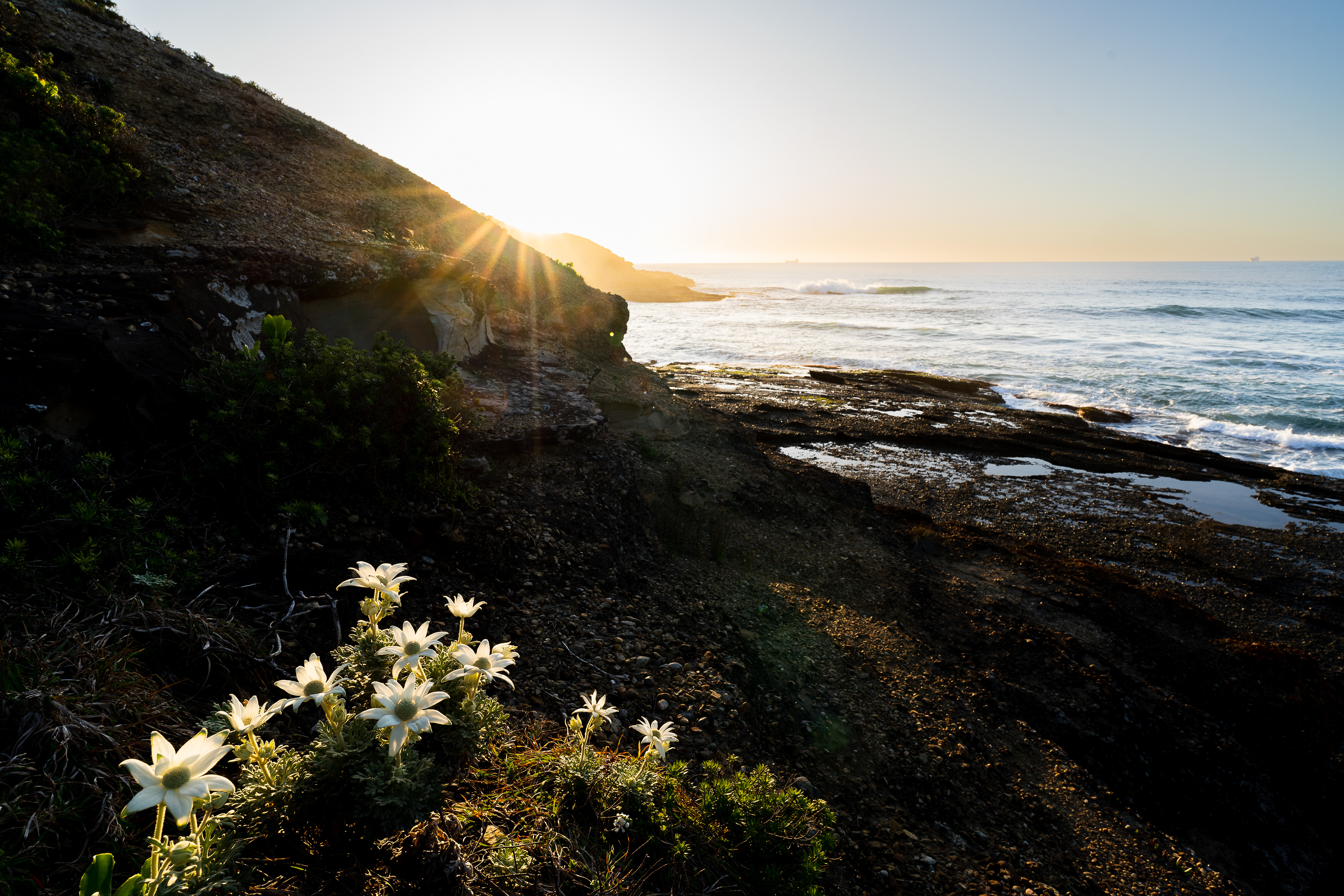 Fraser Beach Flannel Flowers