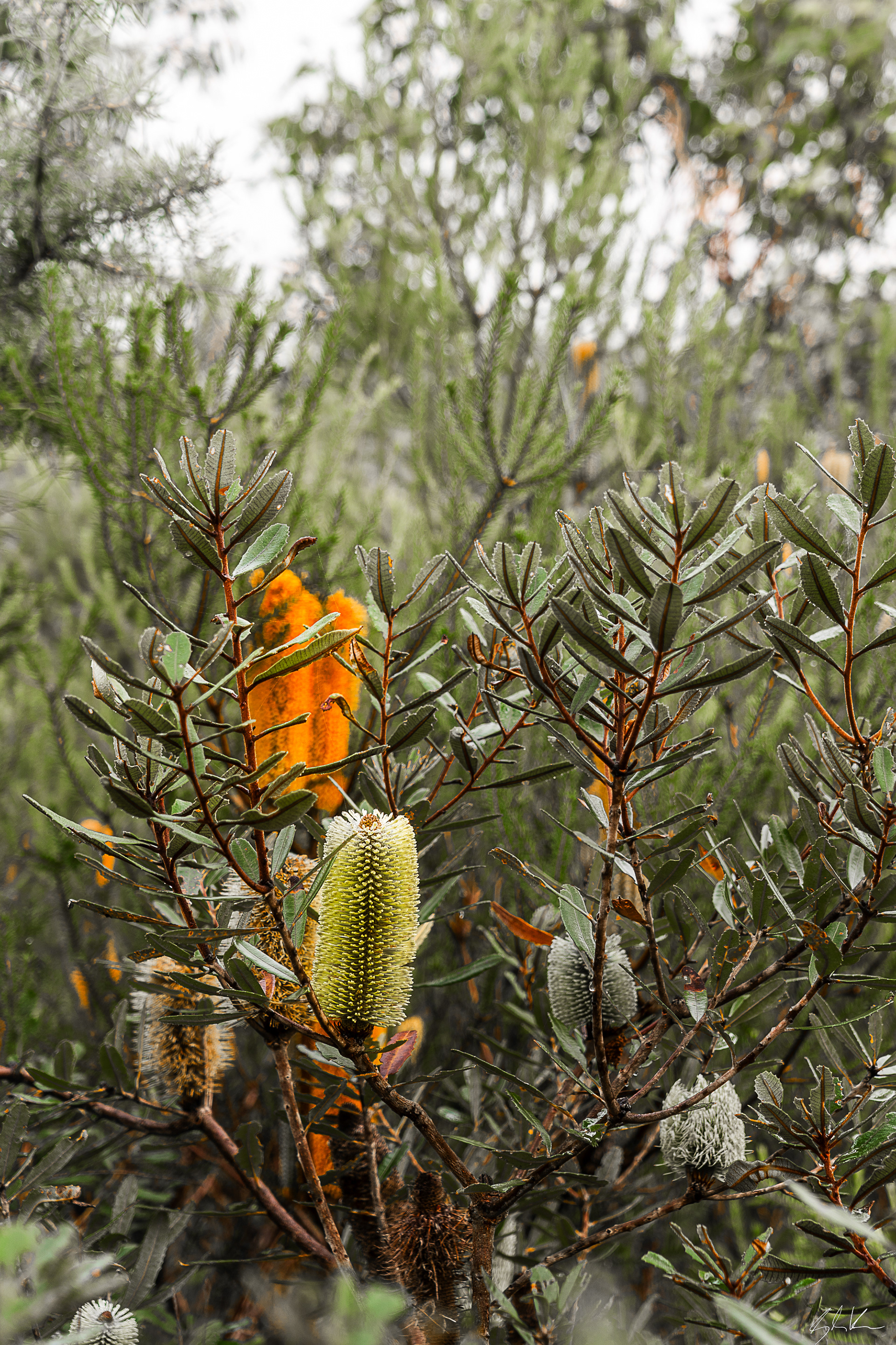 Bouddi Banksia