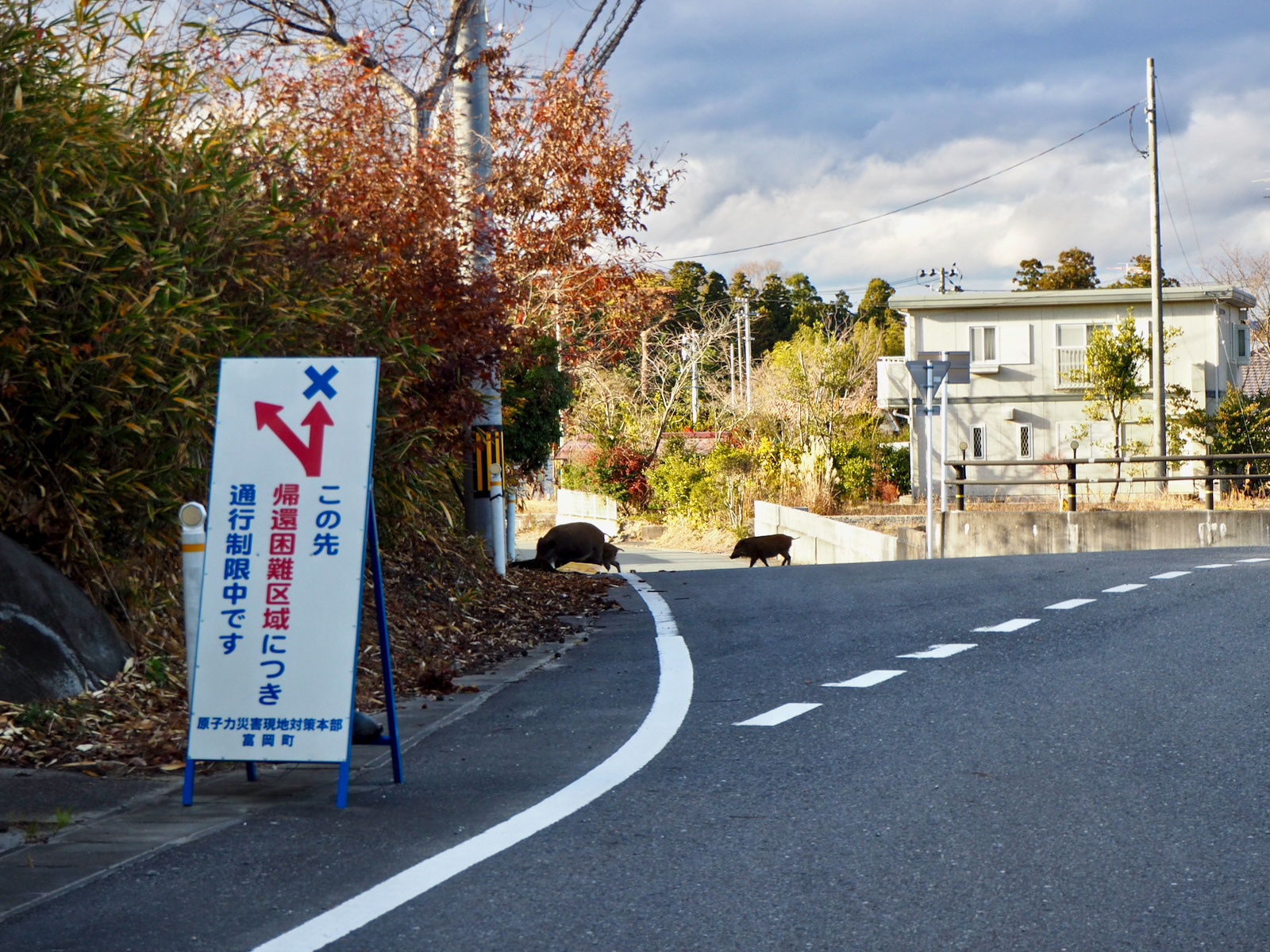 猪と遭遇した時は10mも離れてなかった。気配を消して少しずつ遠ざかり、100mほど離れたところで振り返って撮影した。