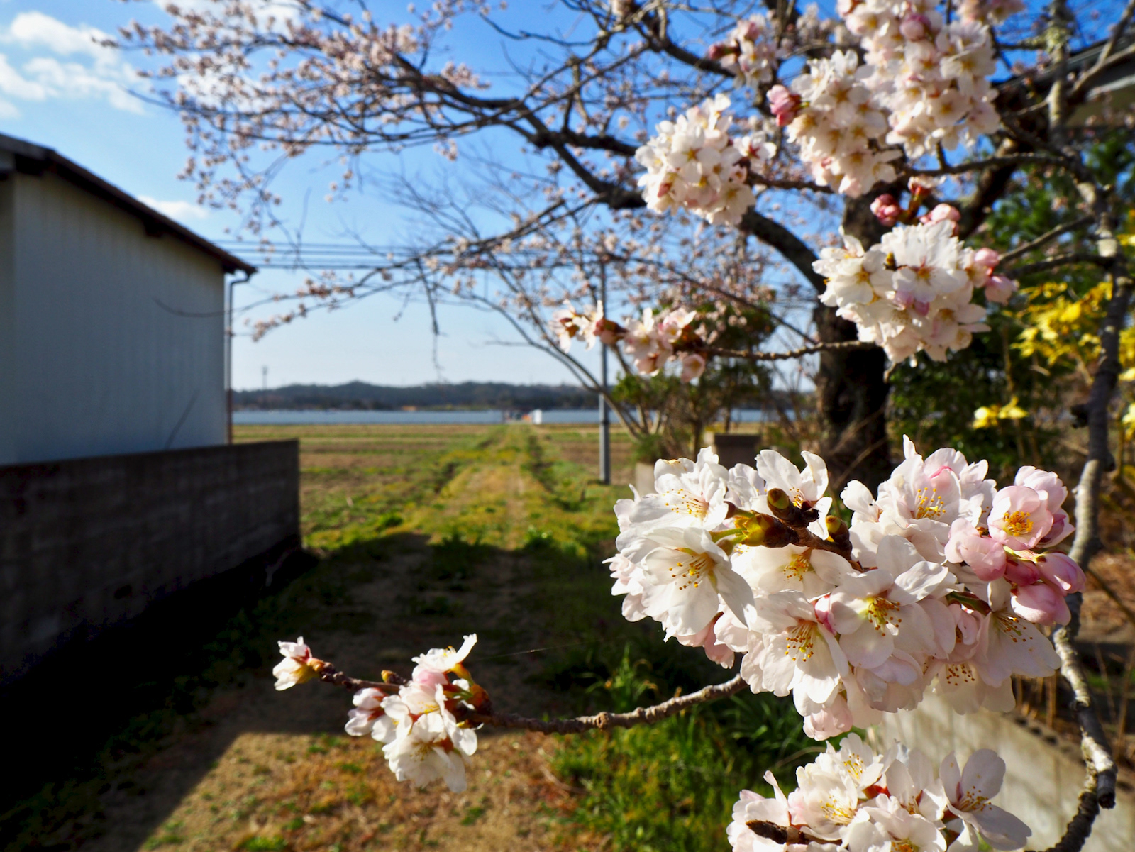 桜の季節。あまり好きではない。