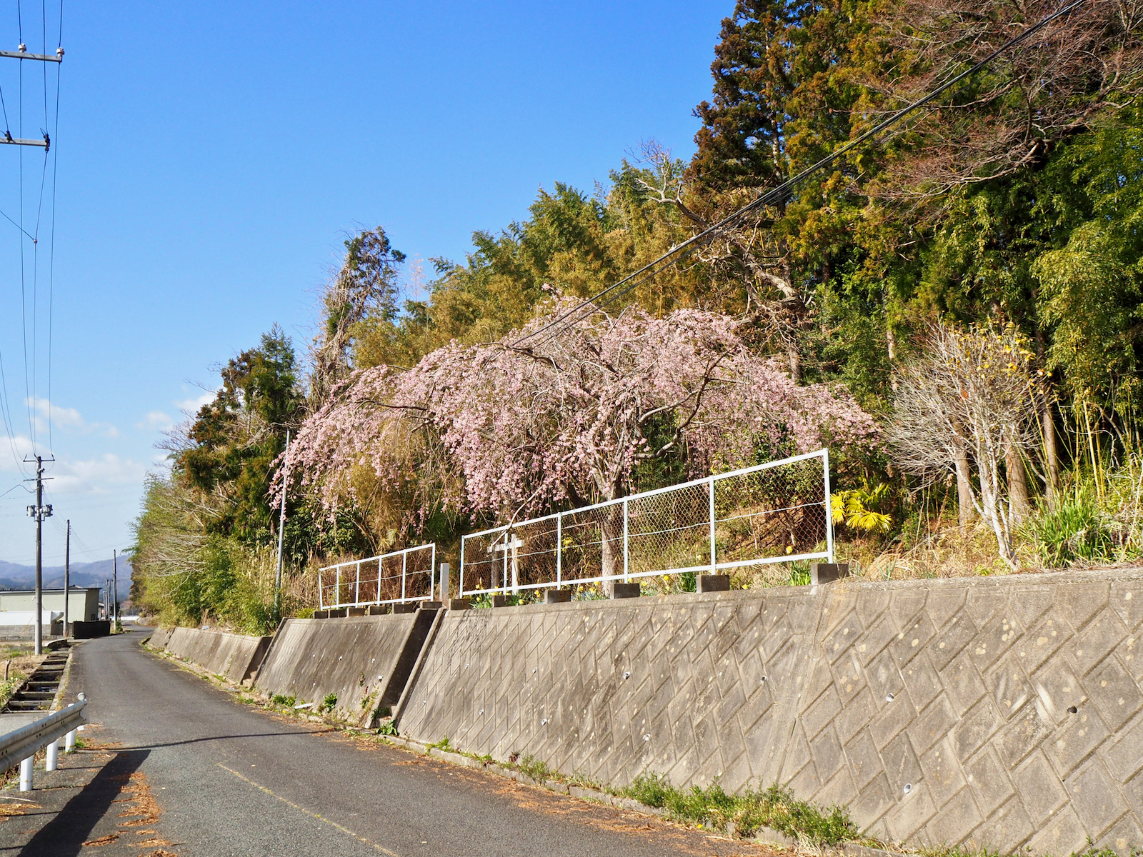 野良桜。
