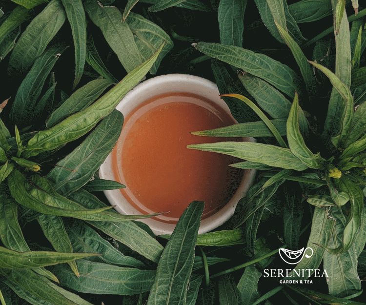 Website Advertisement