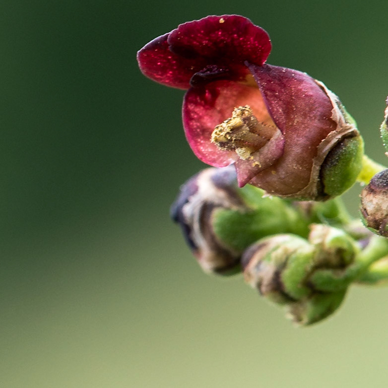 Tourbières, Herretang, étang, humide