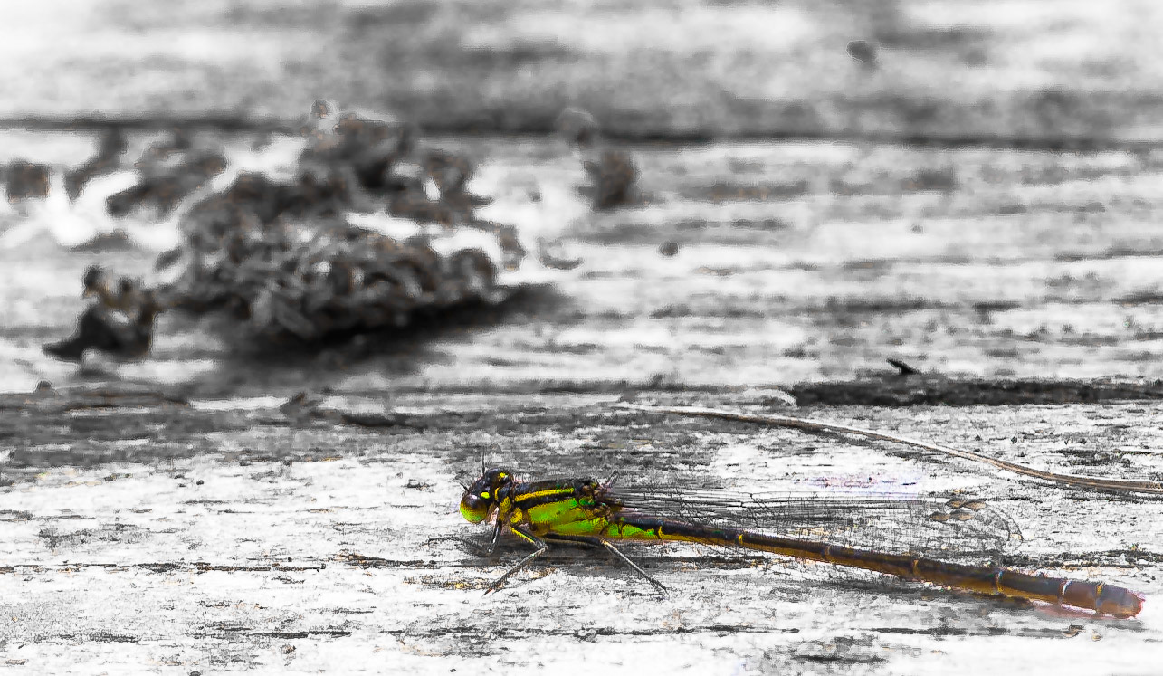 Tourbières, Herretang, étang, humide