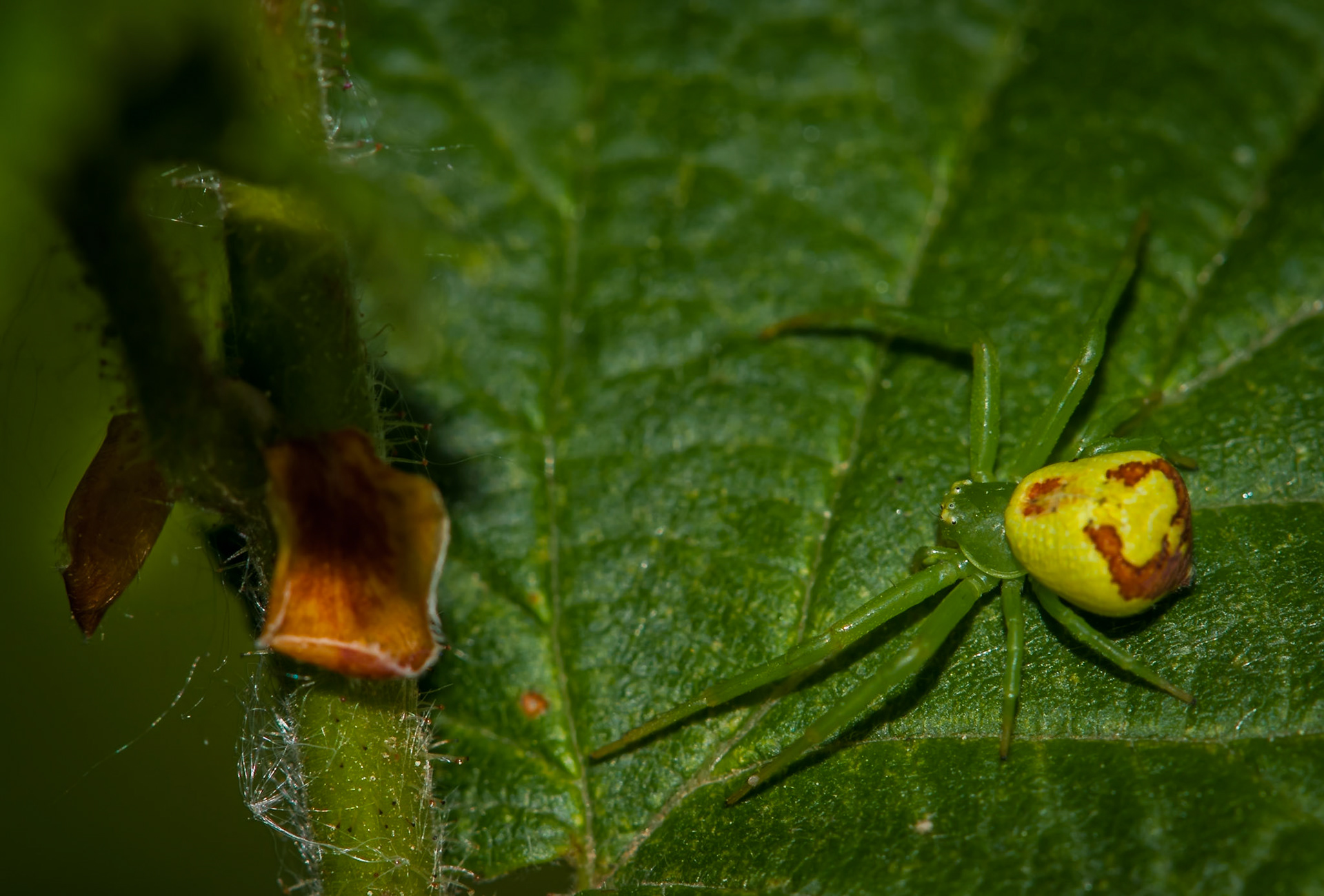 Misumenops tricuspidatus