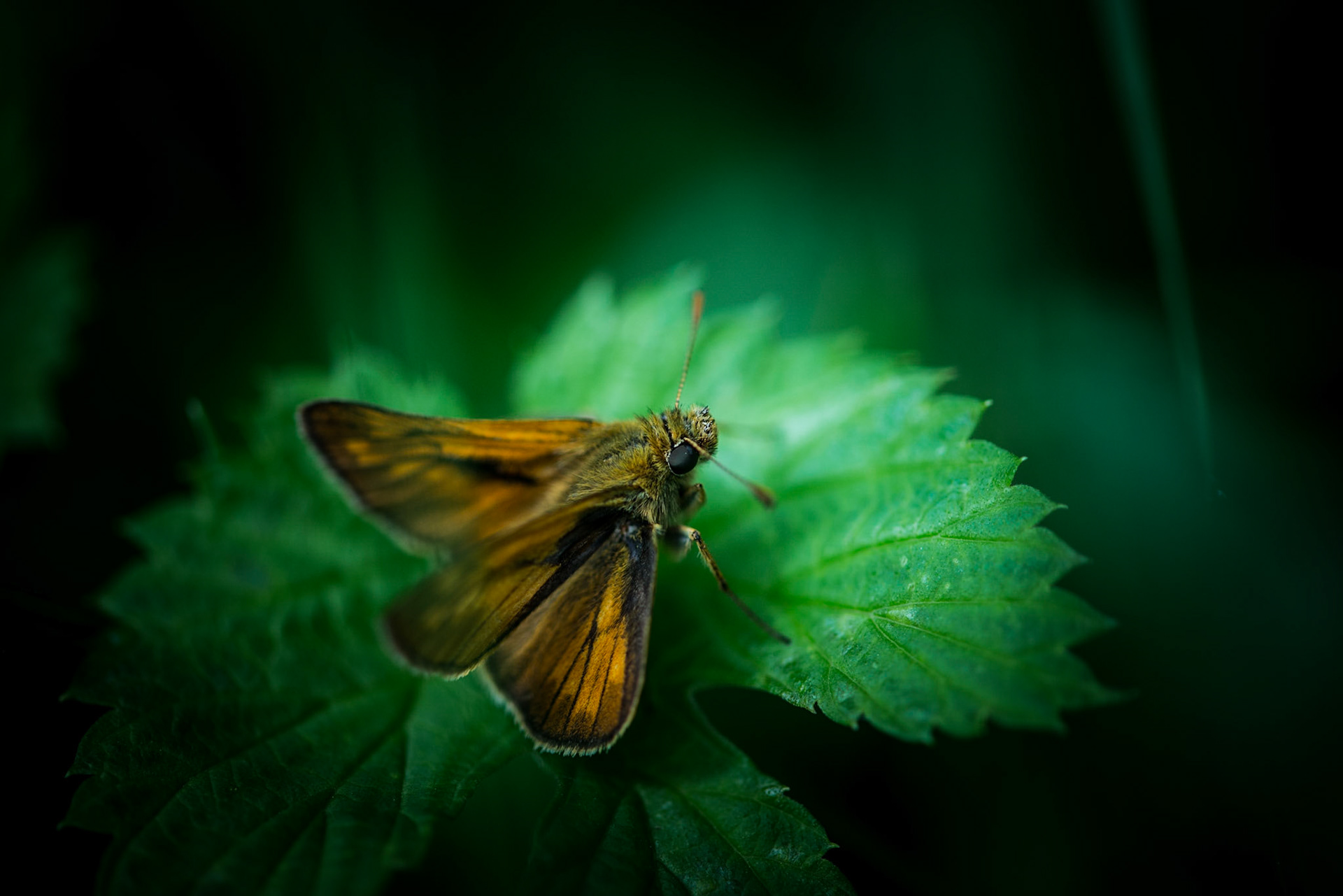 Tourbières, Herretang, étang, humide