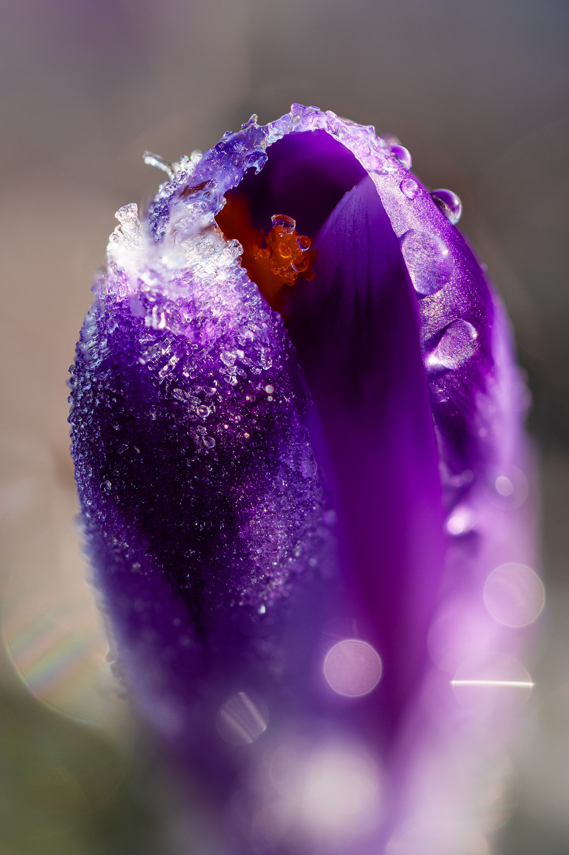 Zamrznutý šafrán v Slovenskom raji (2024)