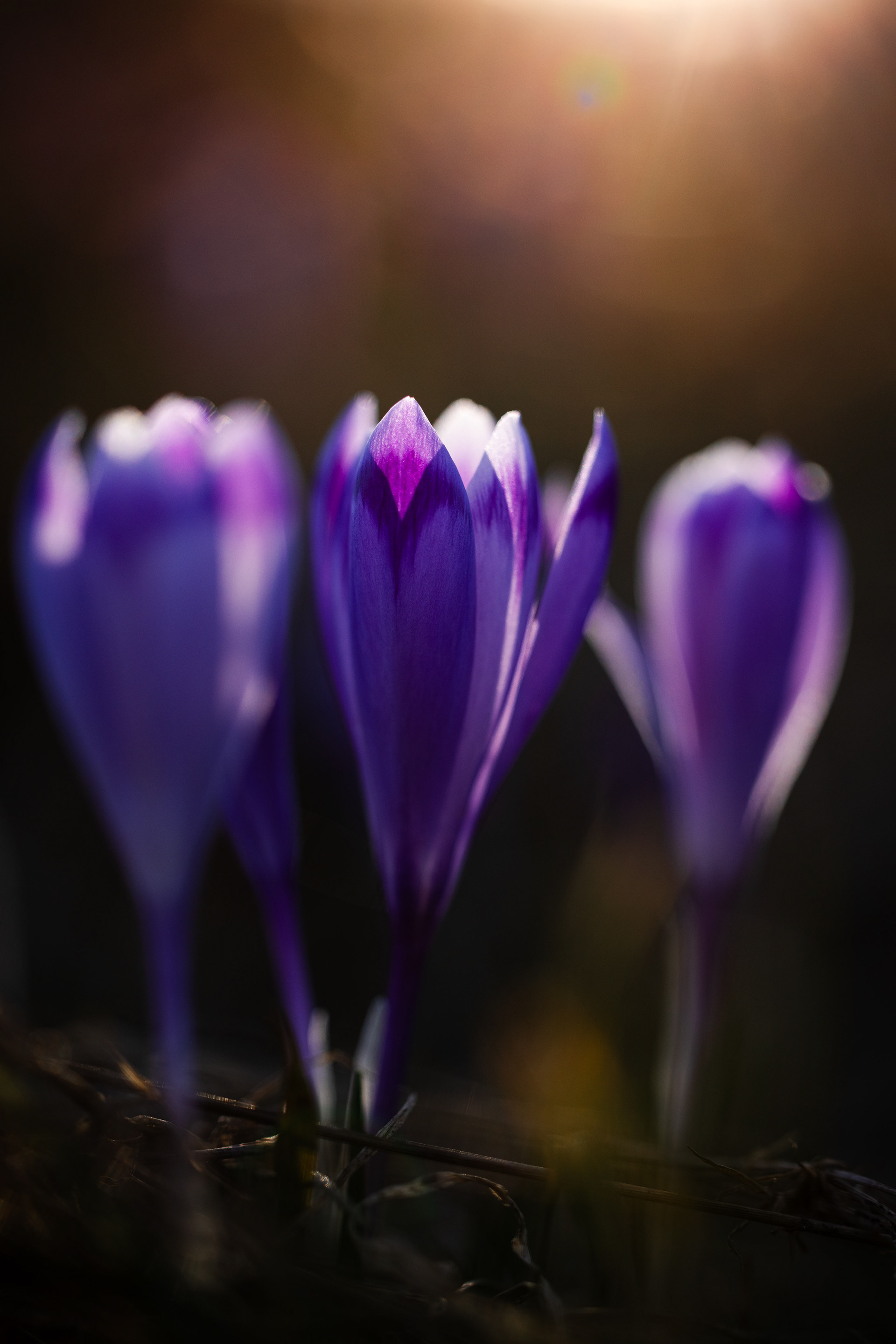 Šafrány na Dobšinskom kopci (2024)