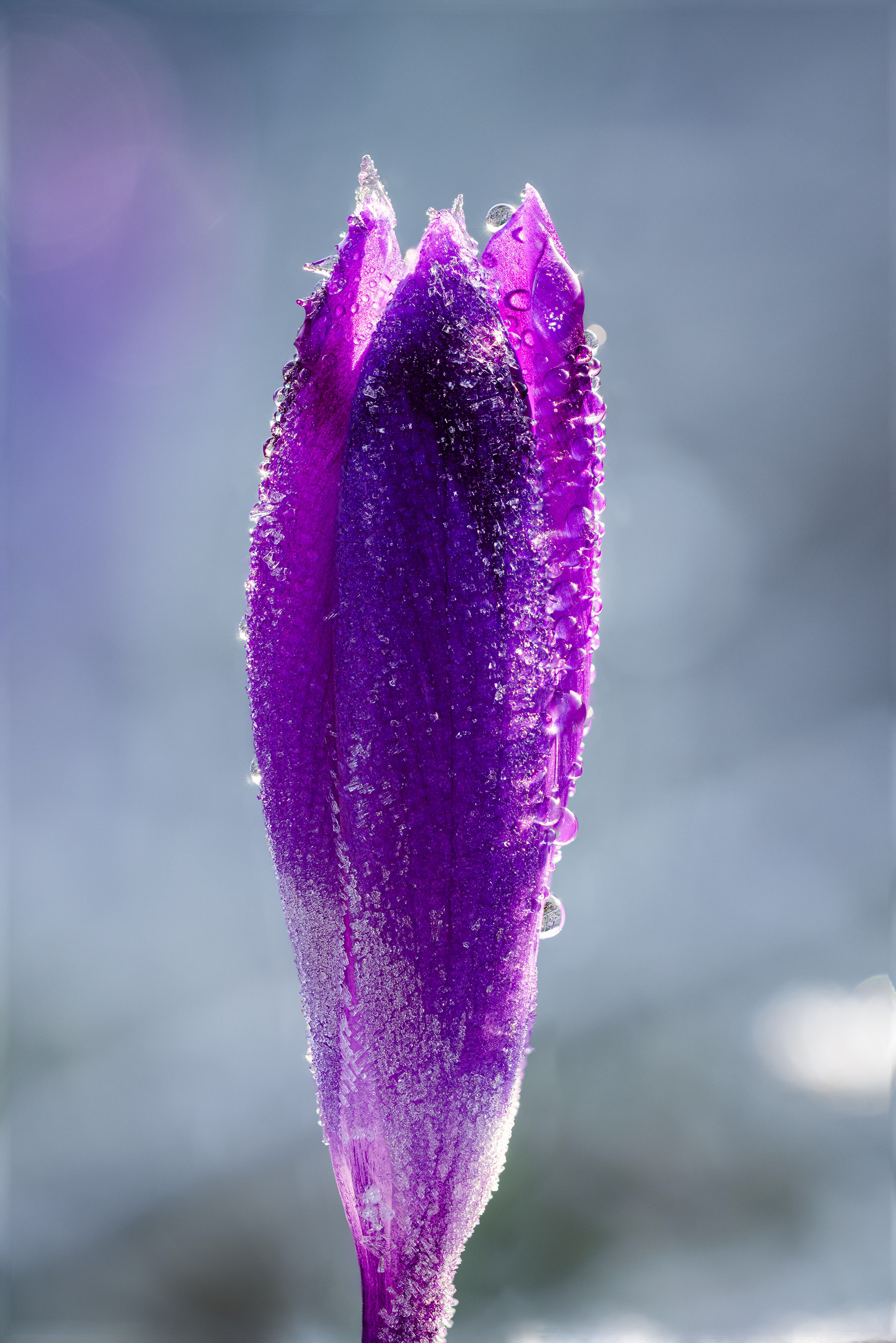 Zamrznutý šafrán v Slovenskom raji (2024)