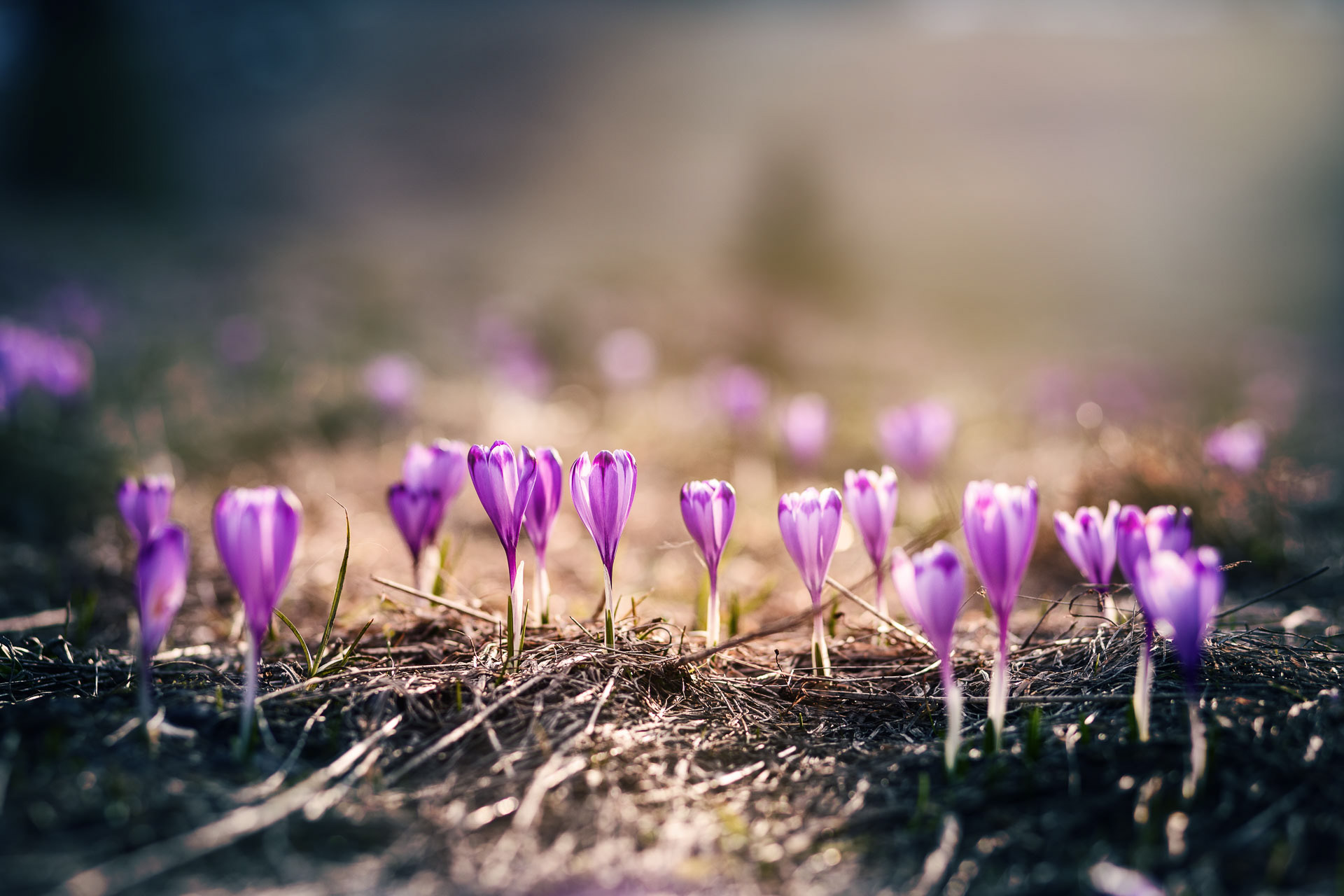 Lúky plné šafránov