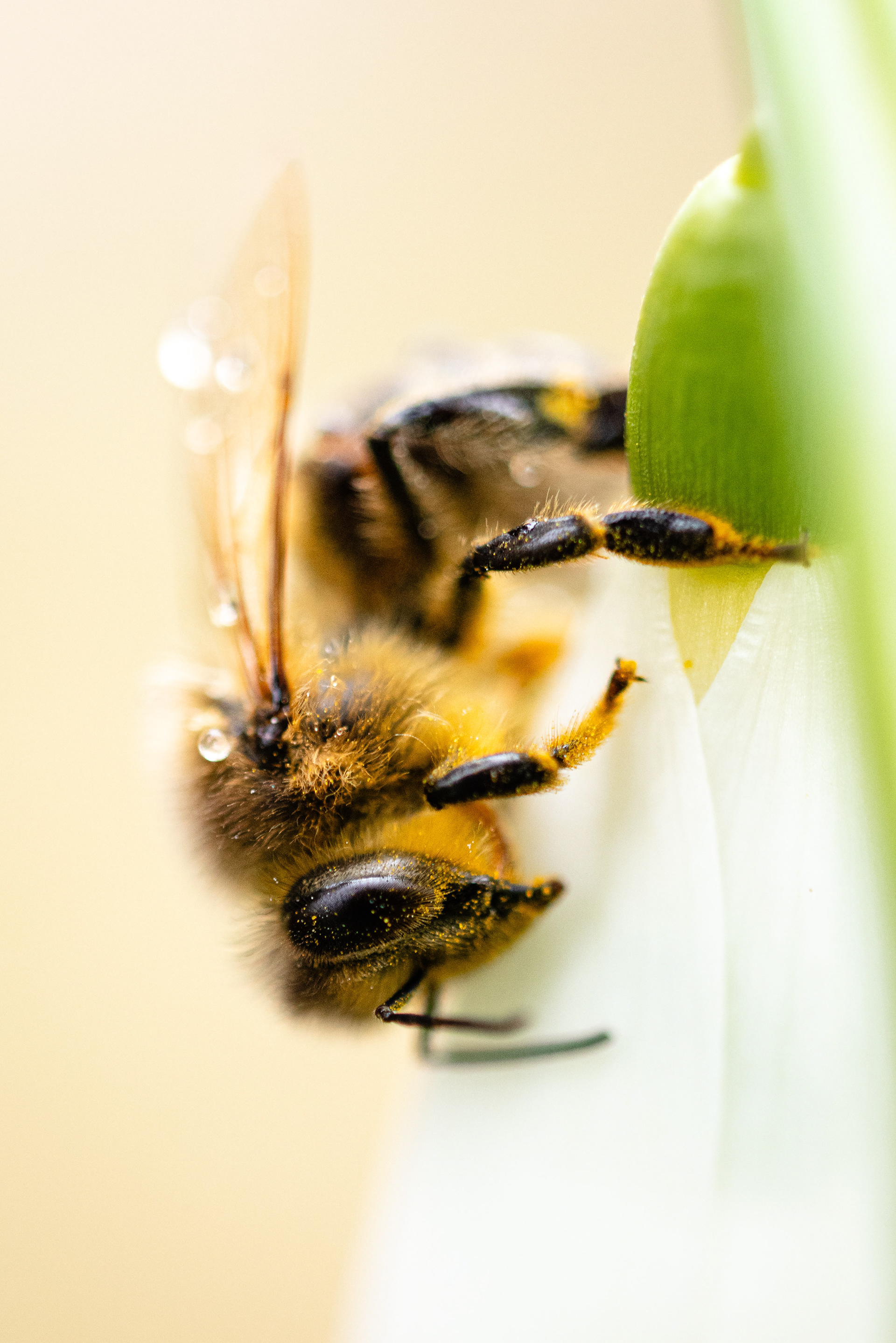 Snežienka v betliarskom parku (2024)