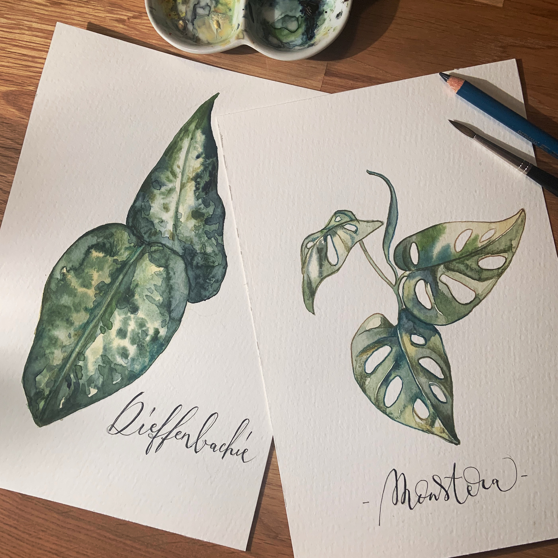 Dieffenbachia