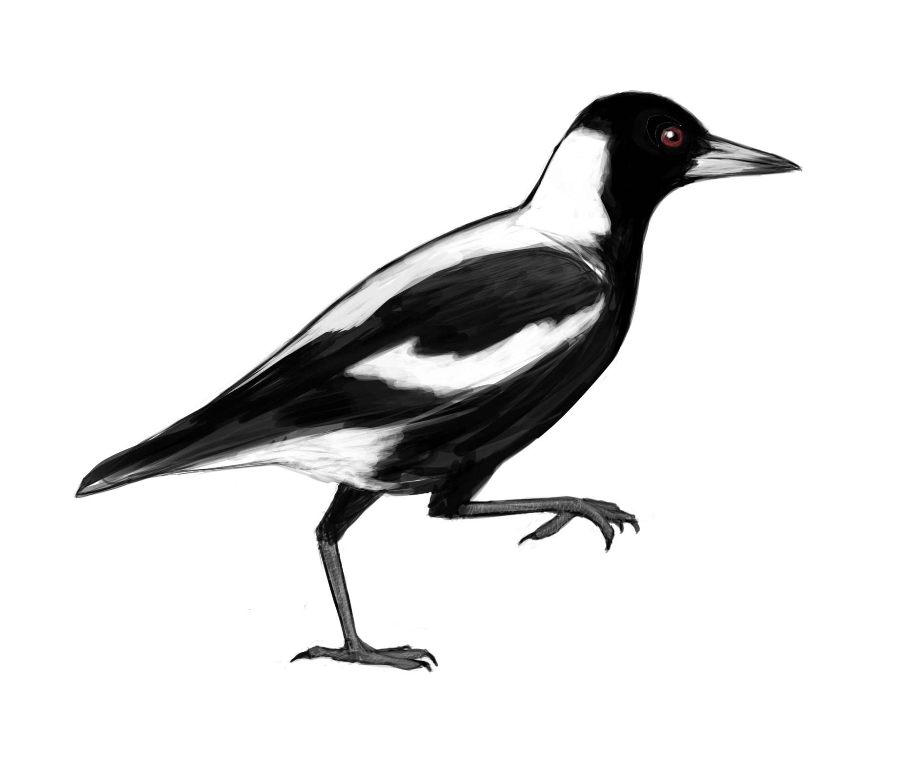 Commission: Australian Magpie. See https://doi.org/10.3390/ clockssleep3010008